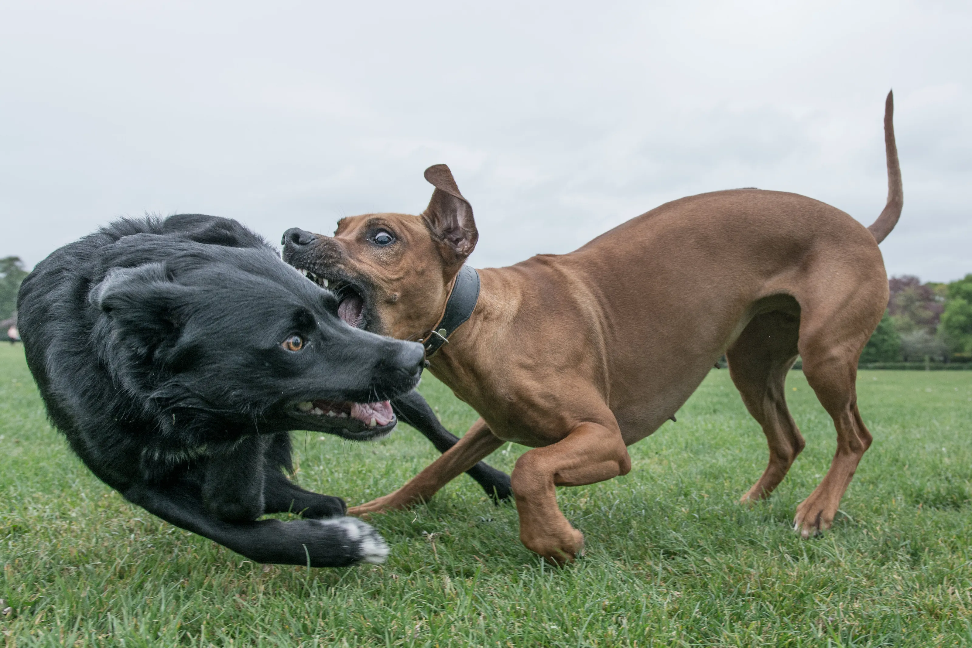 Playdate