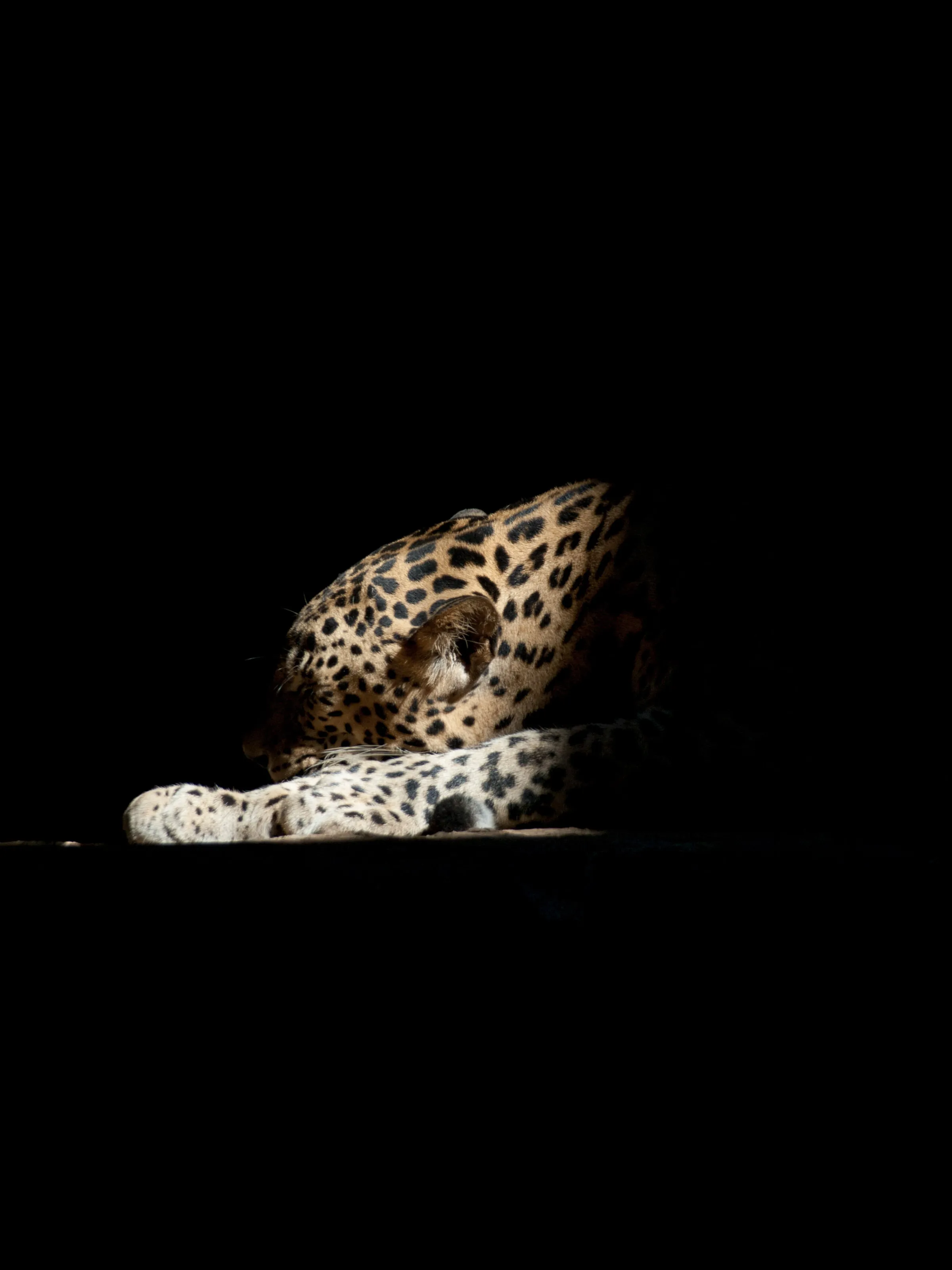 in the shade