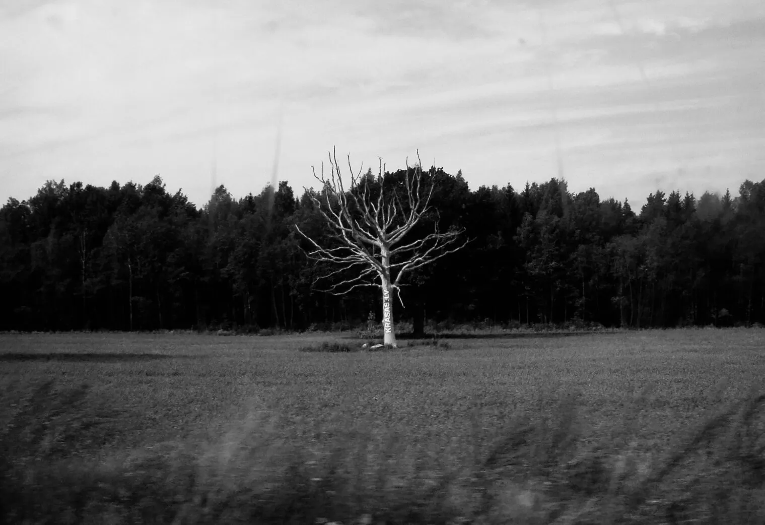Tree of life?