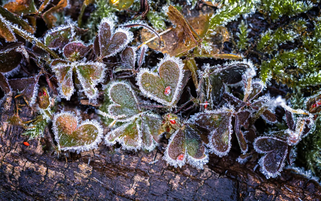 Entry 17271857
