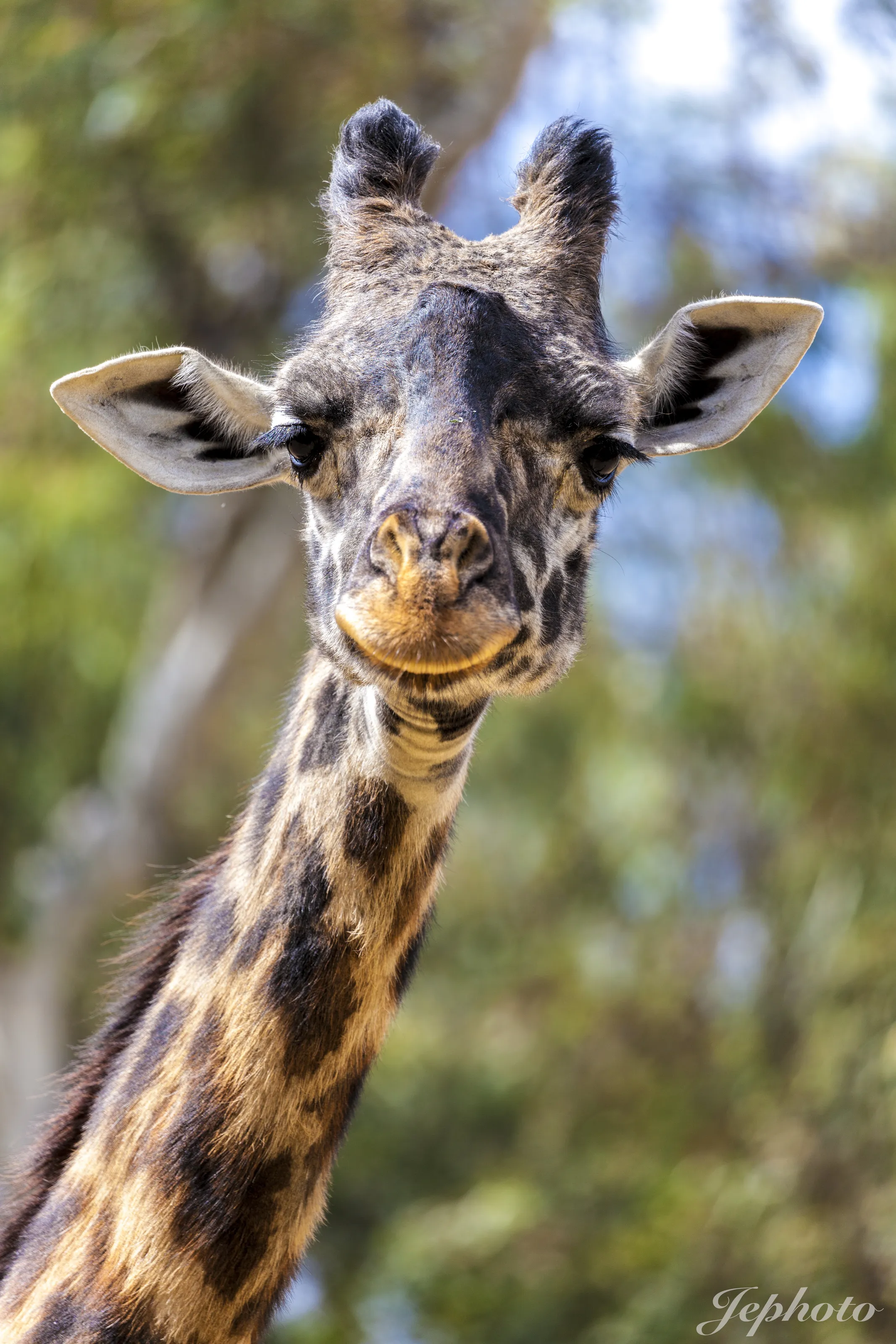 The Smiling Giraffe