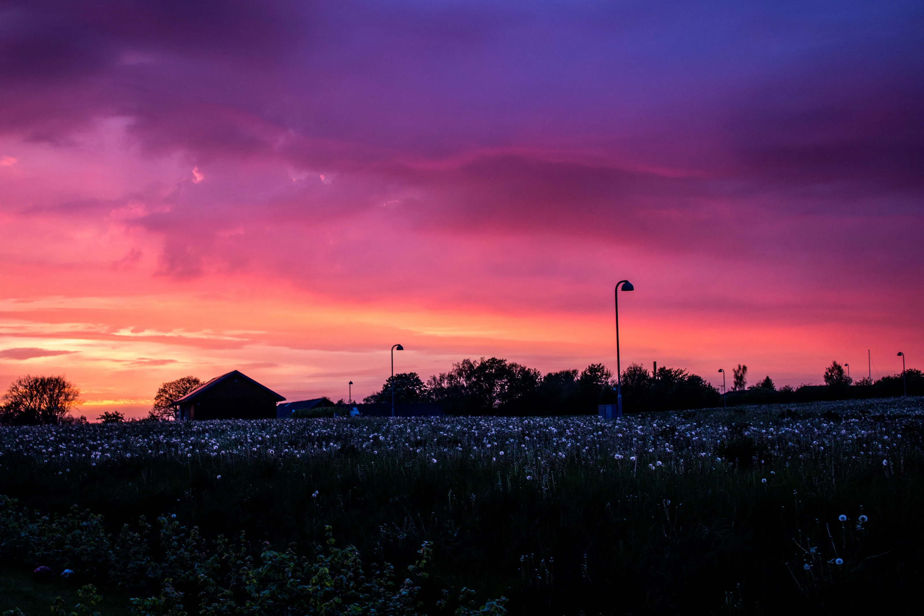Dandelion night
