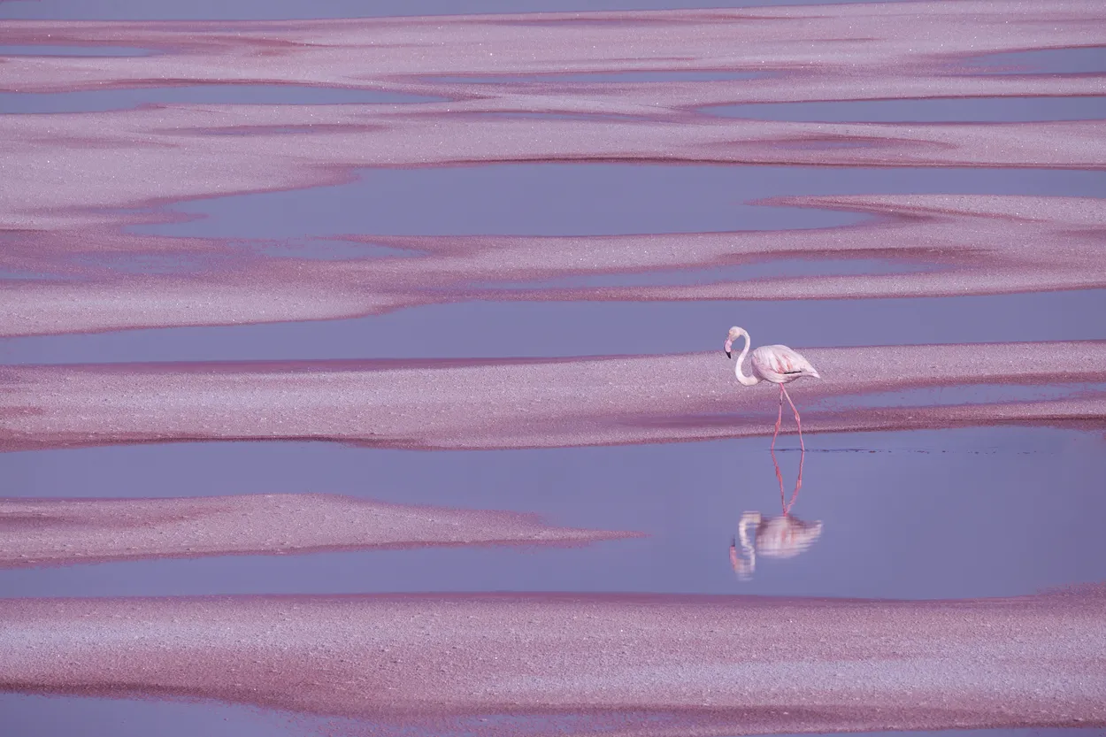 pink into the pink