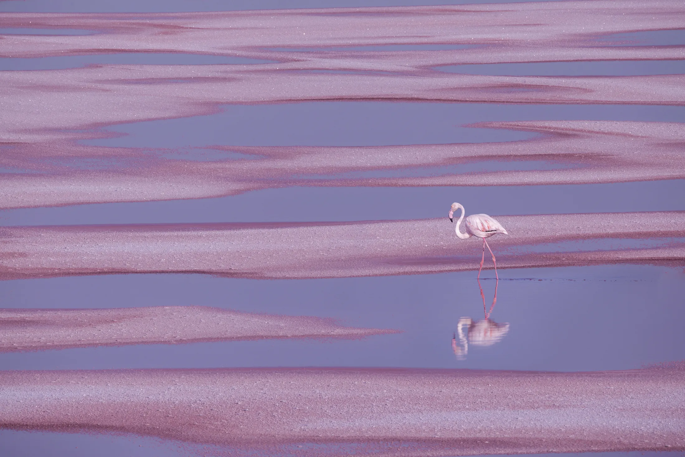 pink into the pink