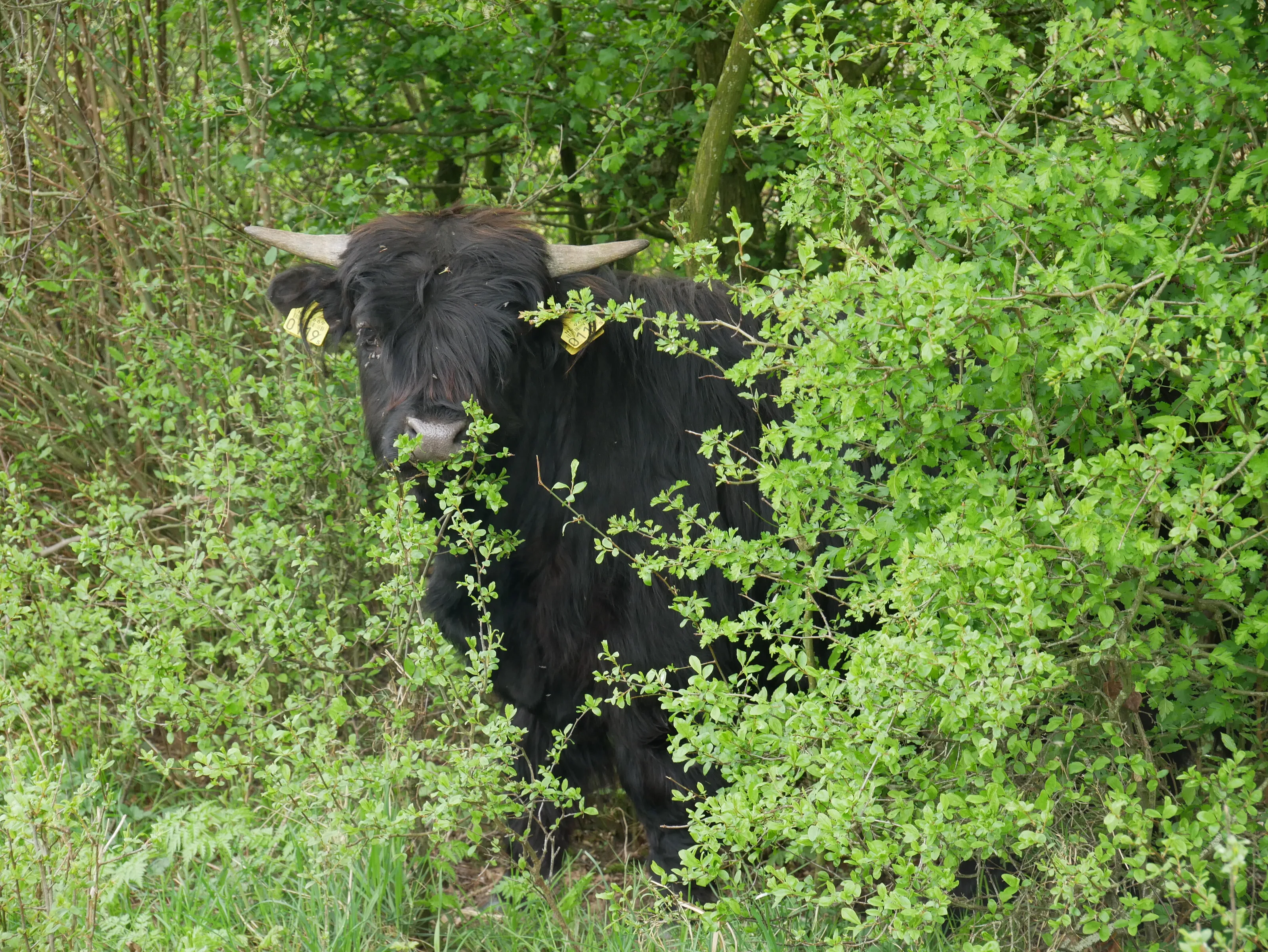 Baby cow