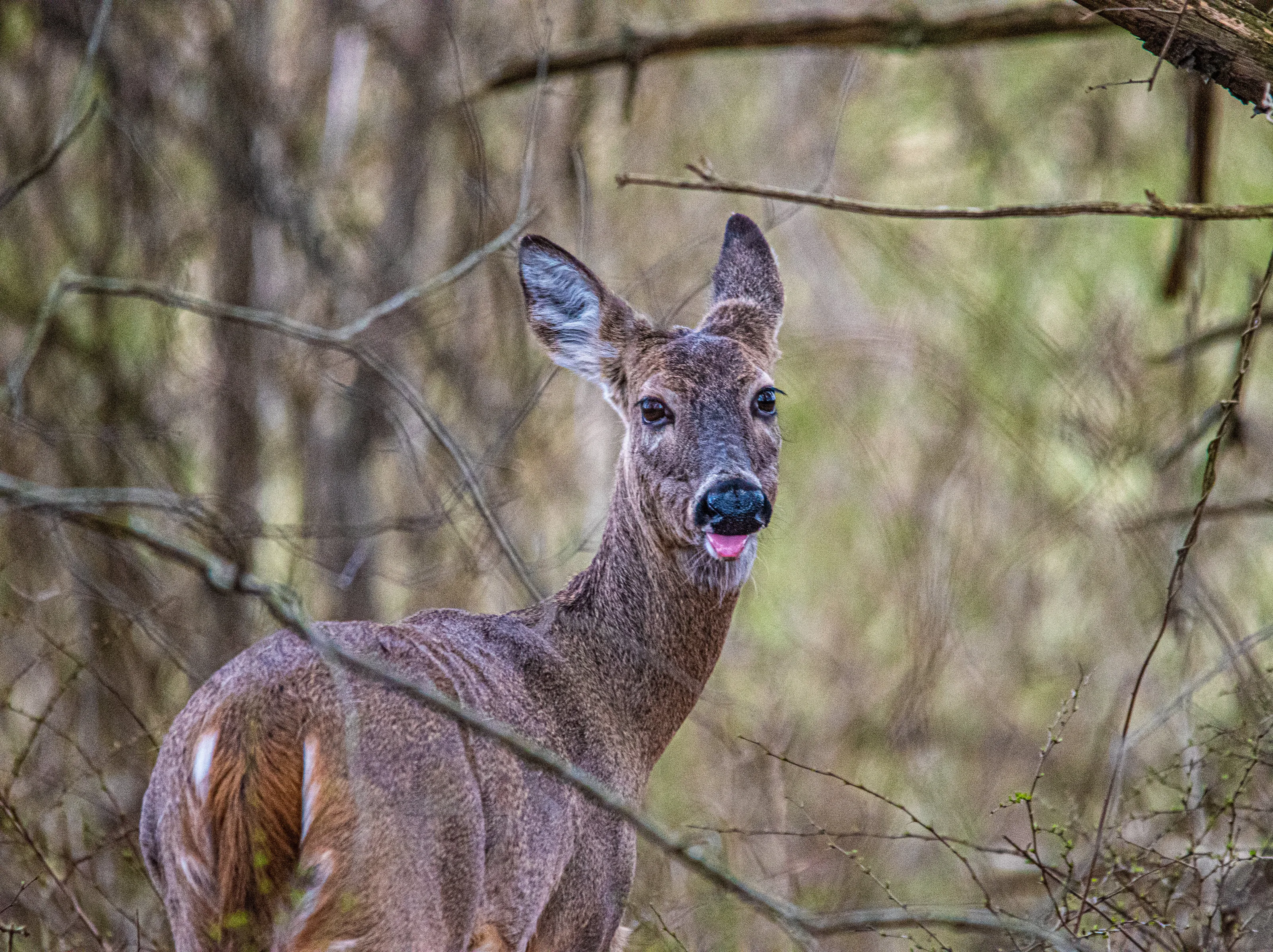 Funny Faces In the Woods