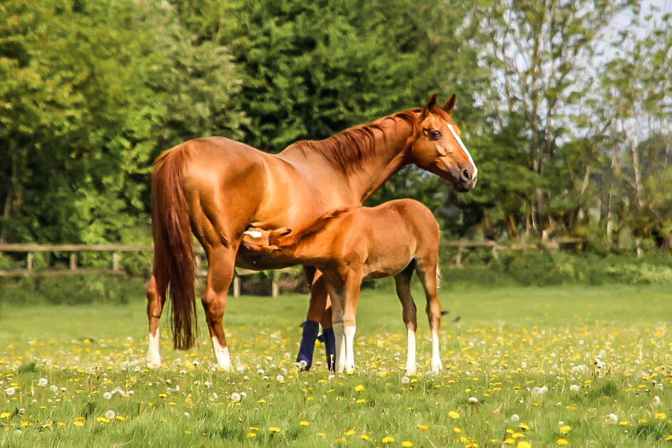 Entry 7871415