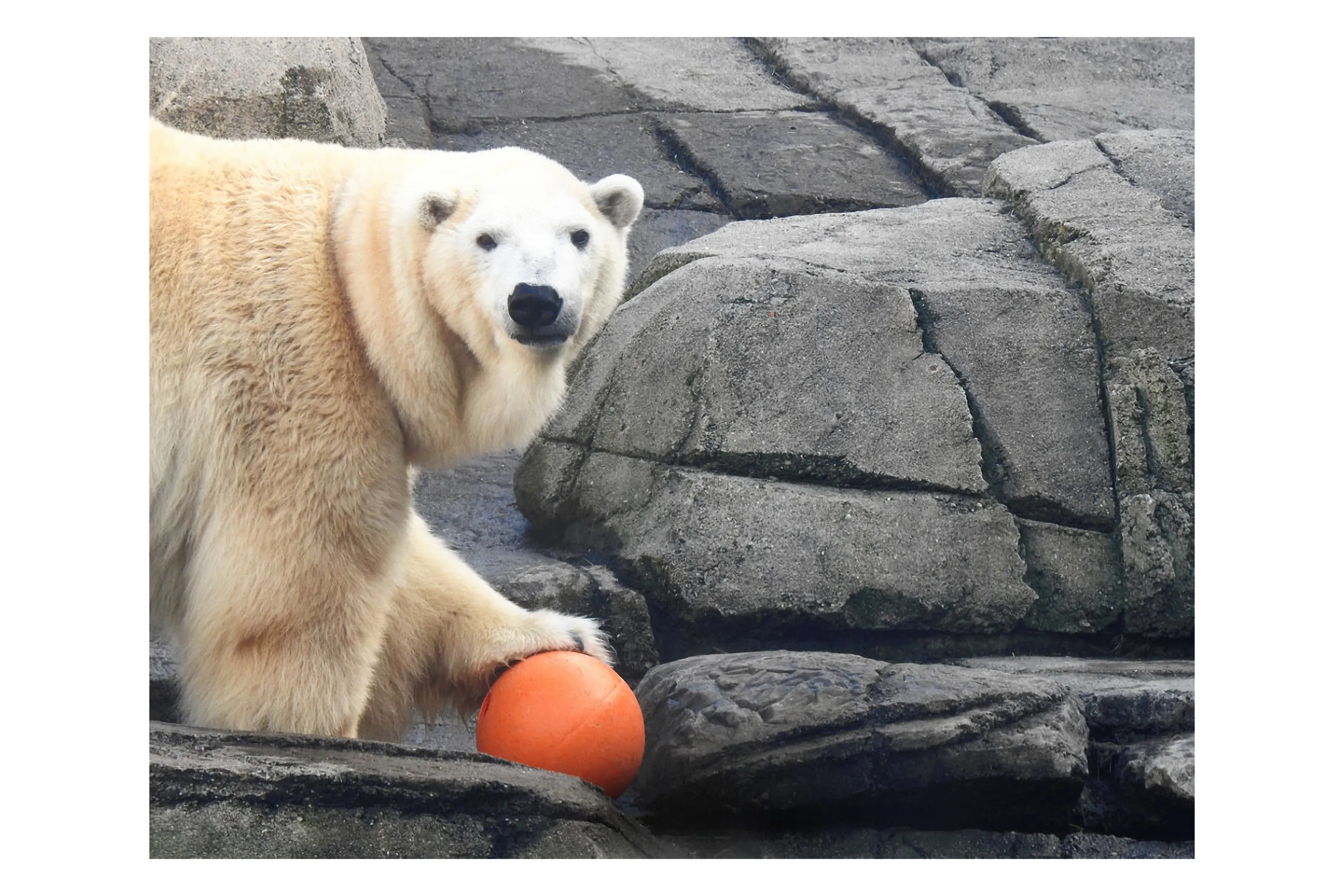 Polar Ball