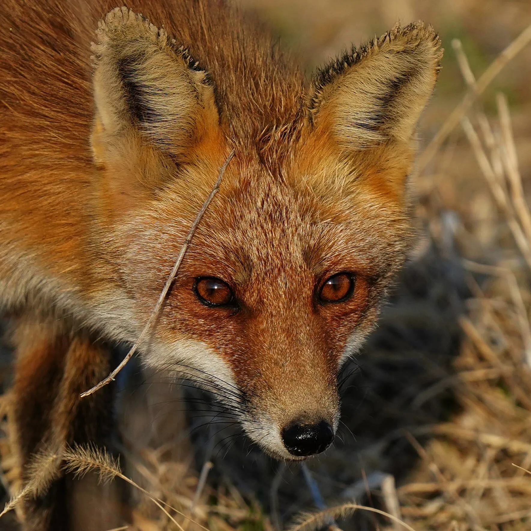 Red fox
