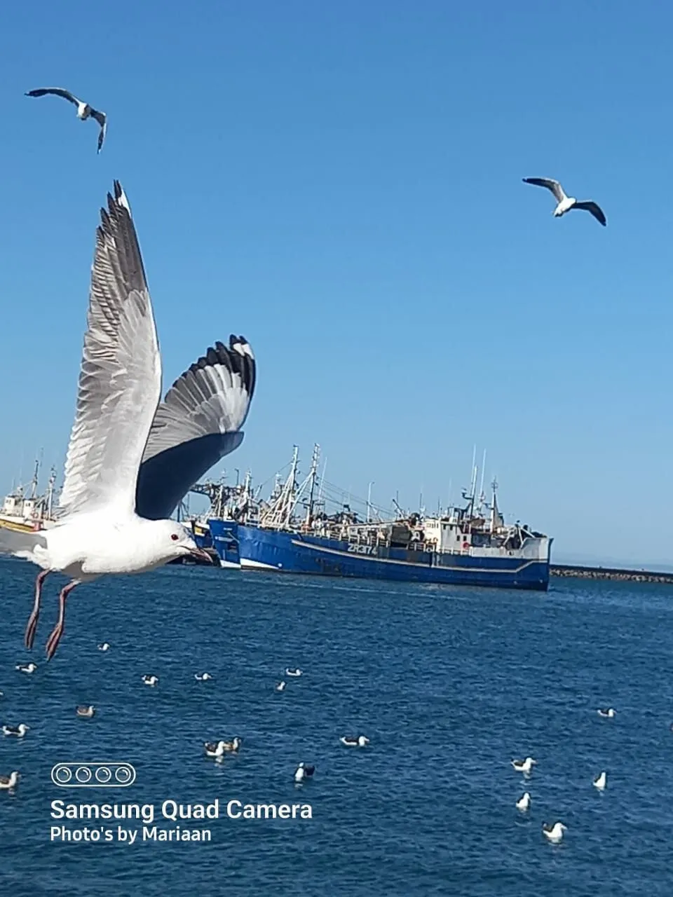 Seagull in flight