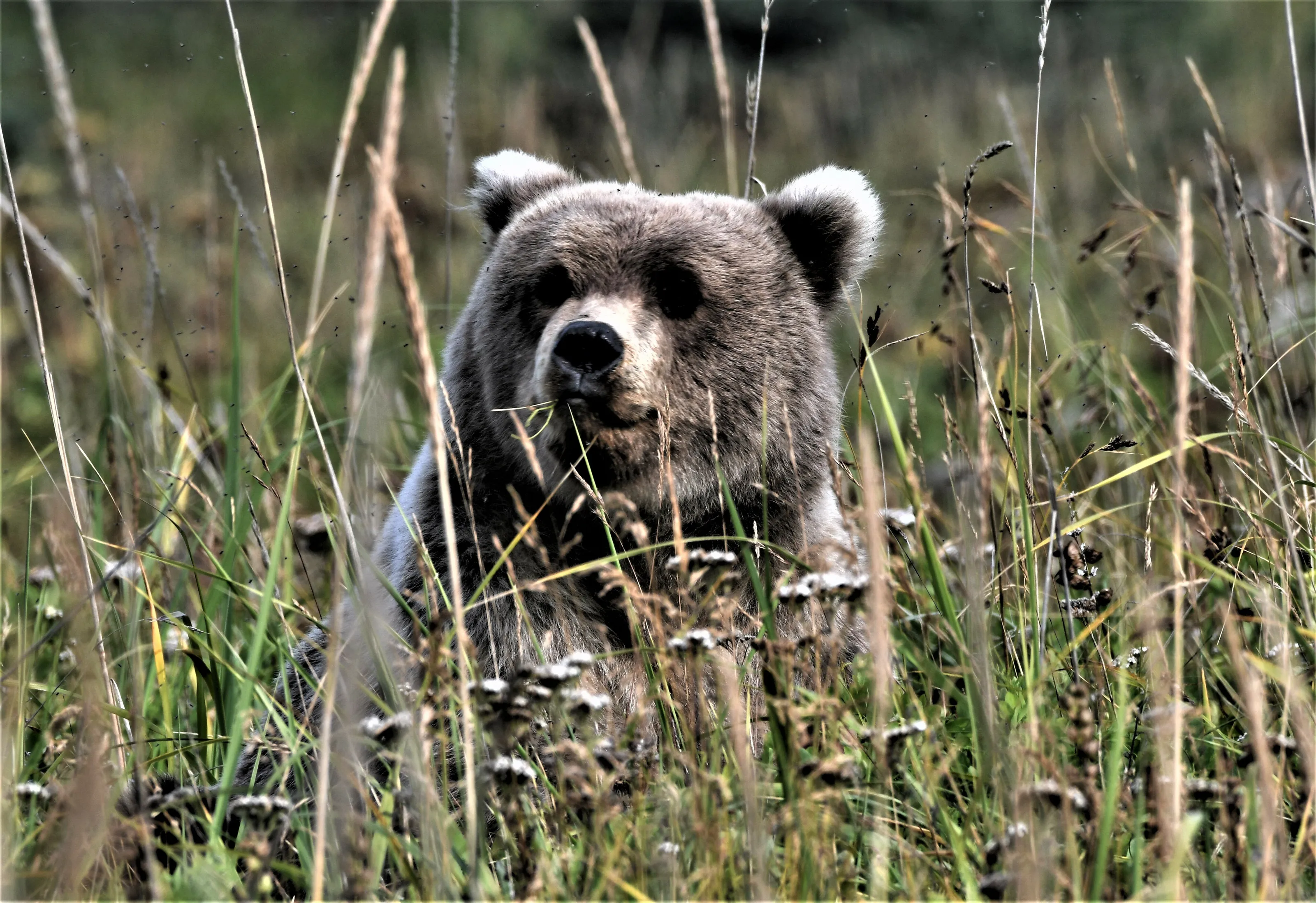 Hungry Cub