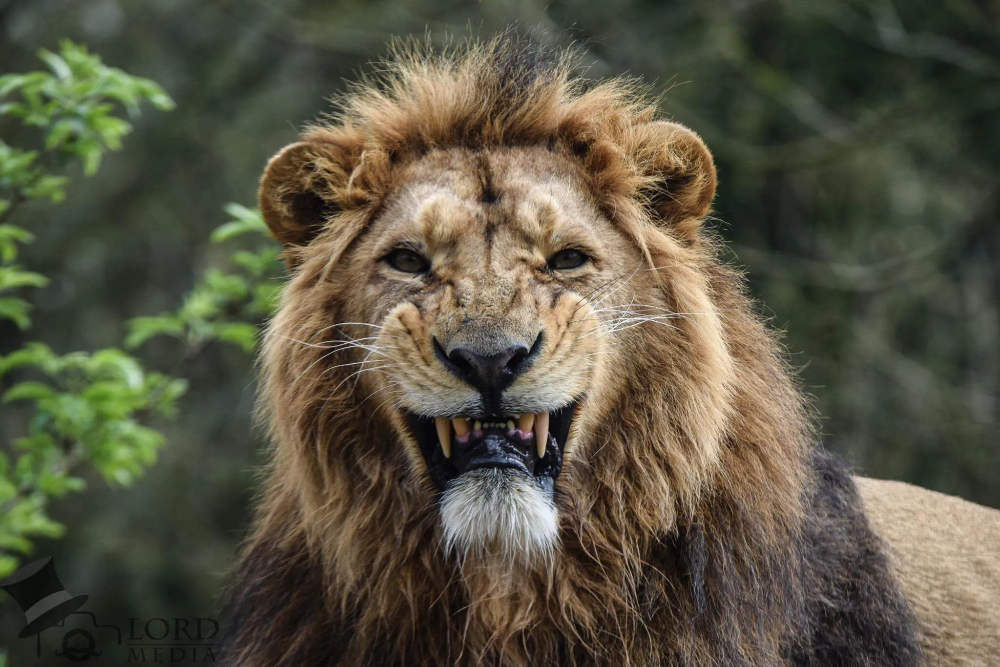 Angry Lion