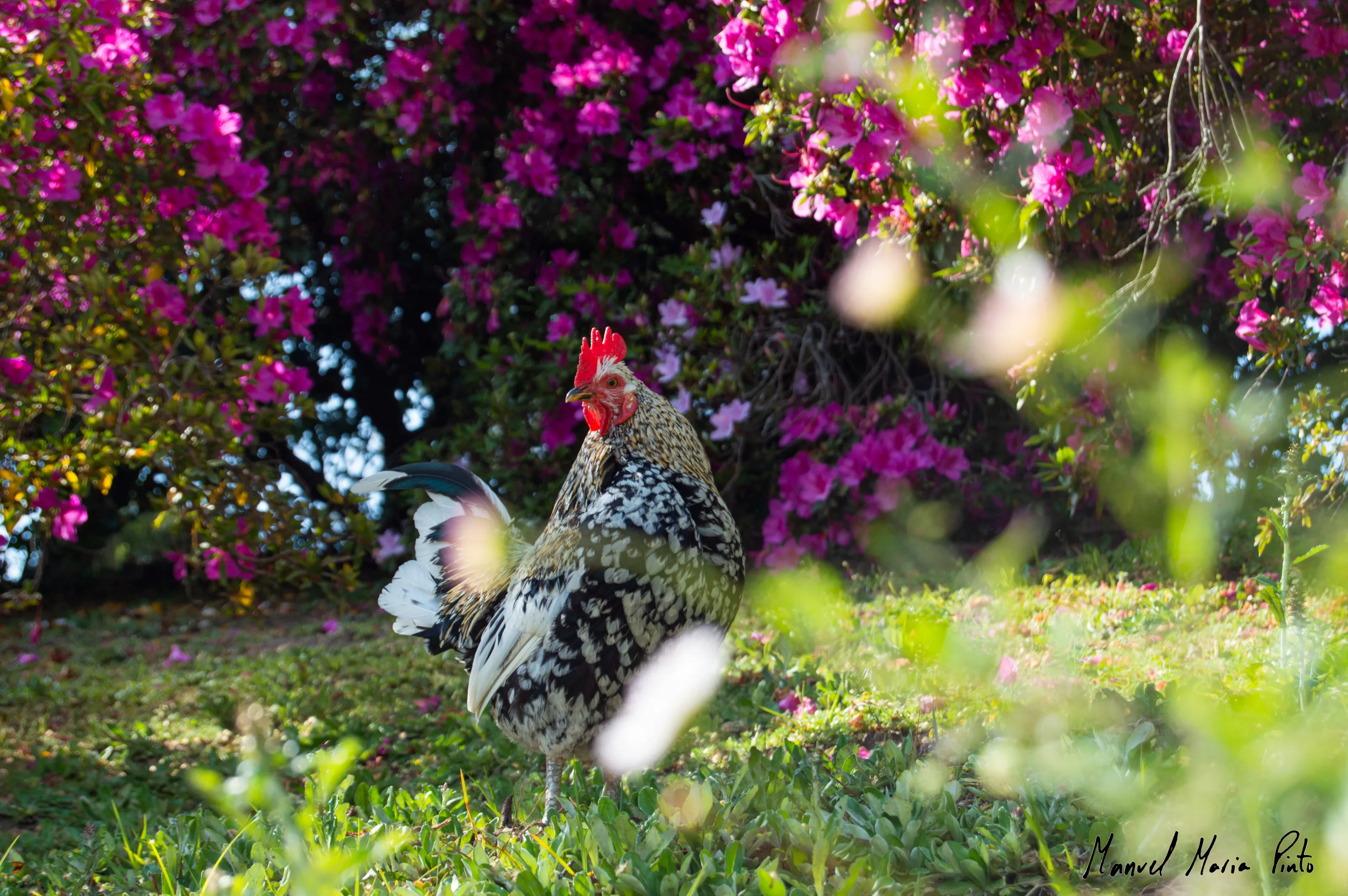 Feral Rooster