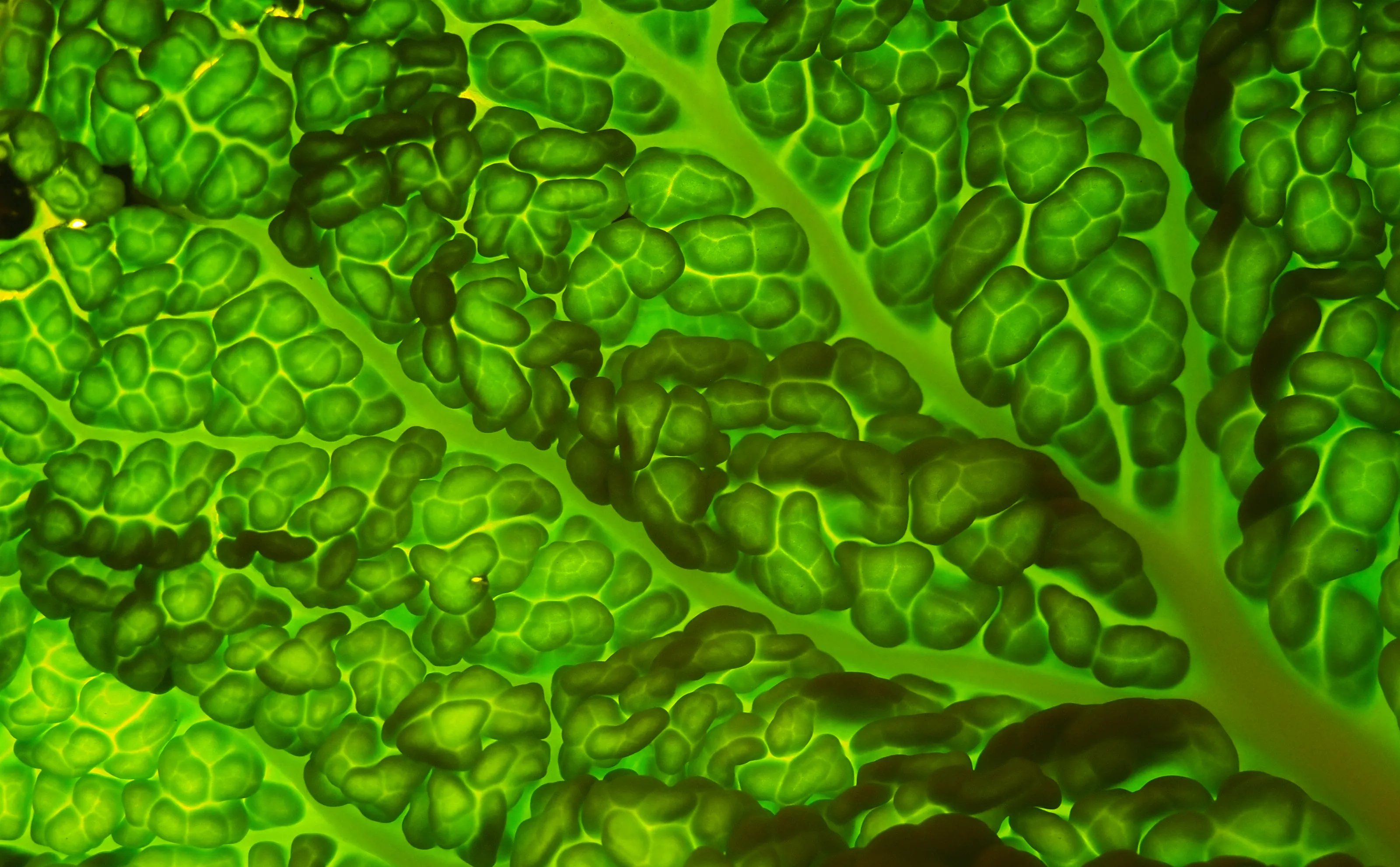 Savoy cabbage