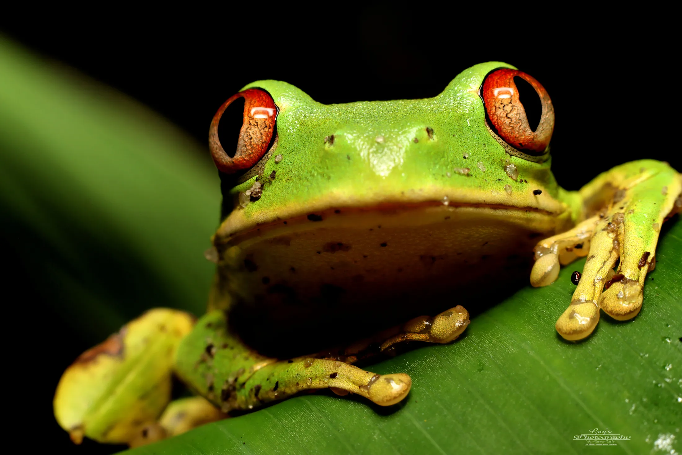 Natal Green Tree Frog