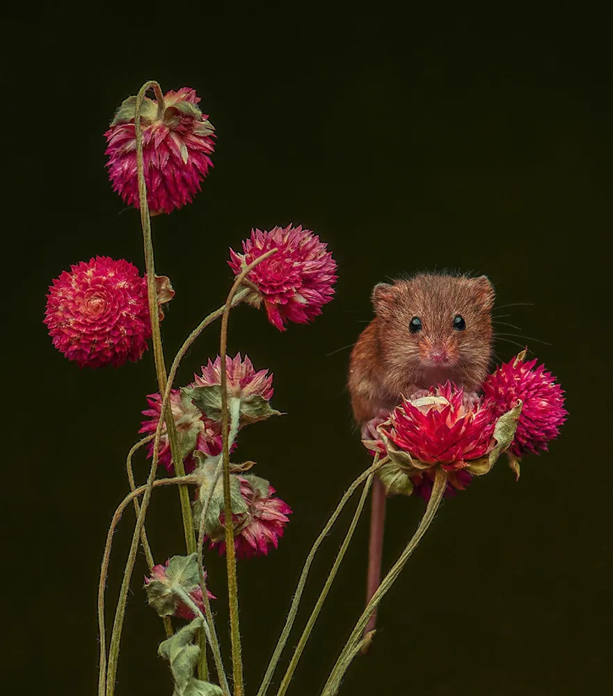 Harvest Mouse