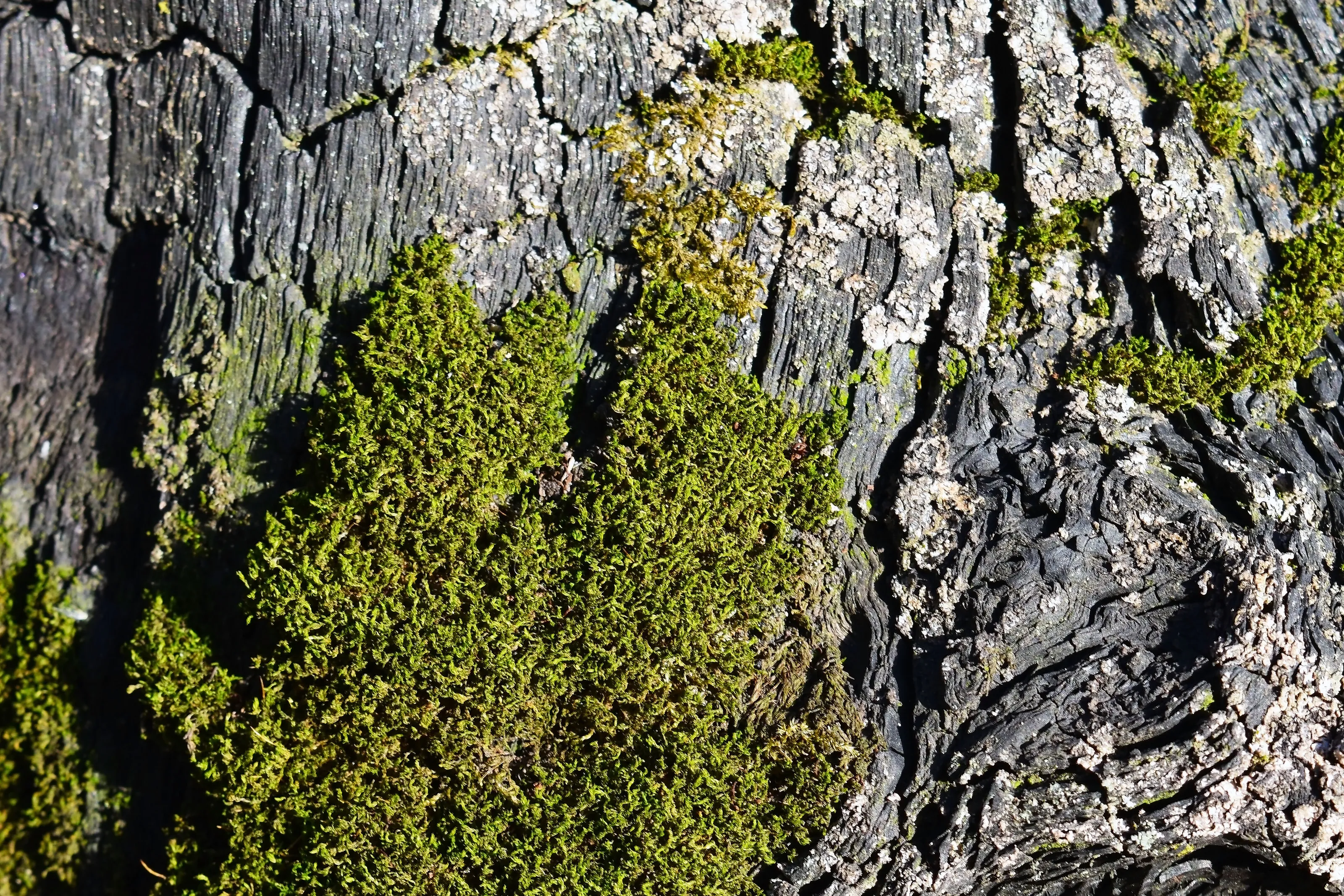 Moss