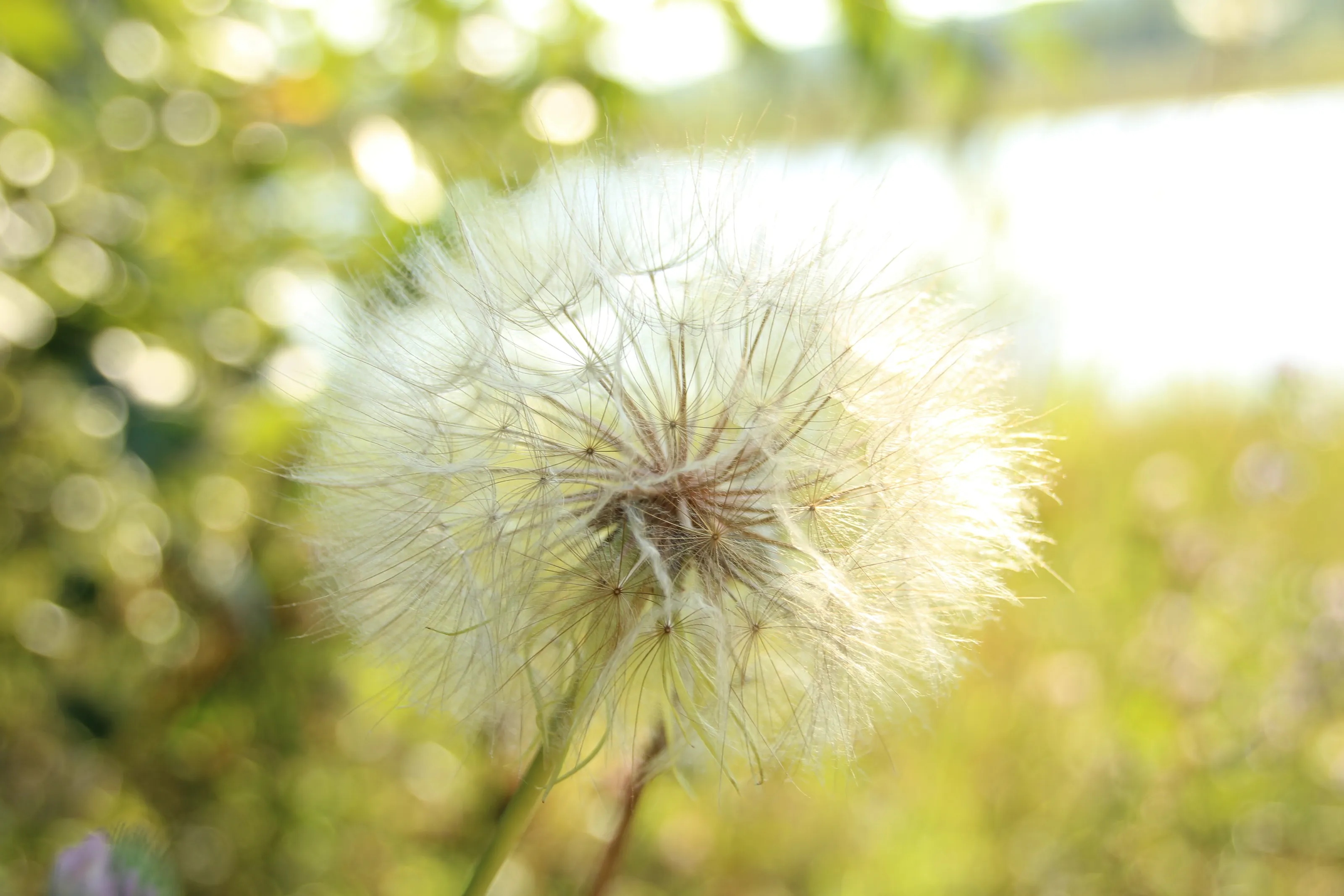 Sunshine & Wishes