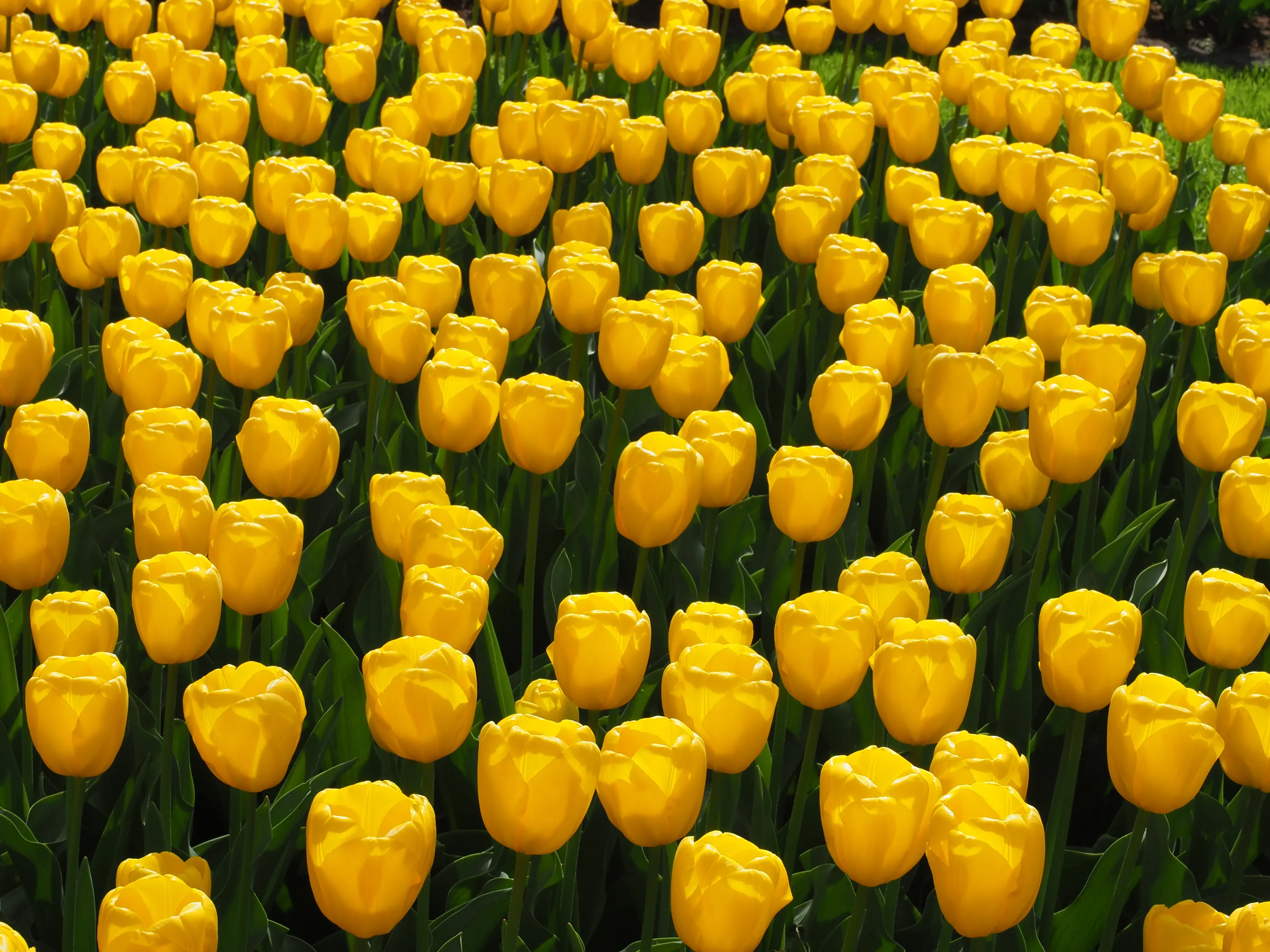 Tulips - Keuchenhoff gardens 2022