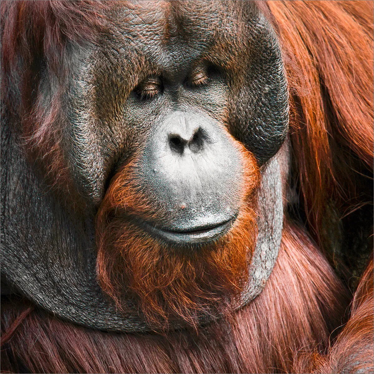 Gentle Man Orang-Utan
