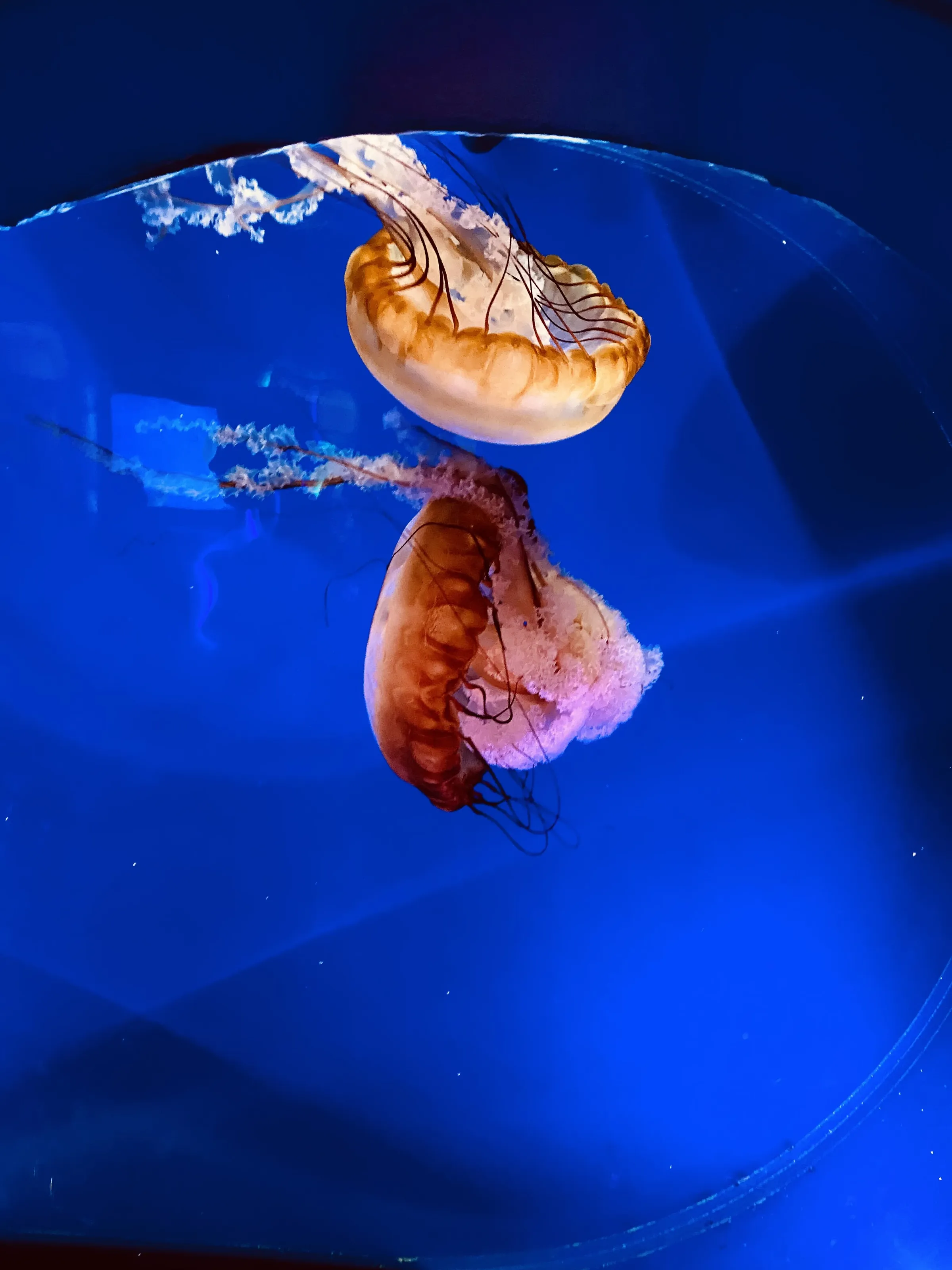 Night of the Jellies