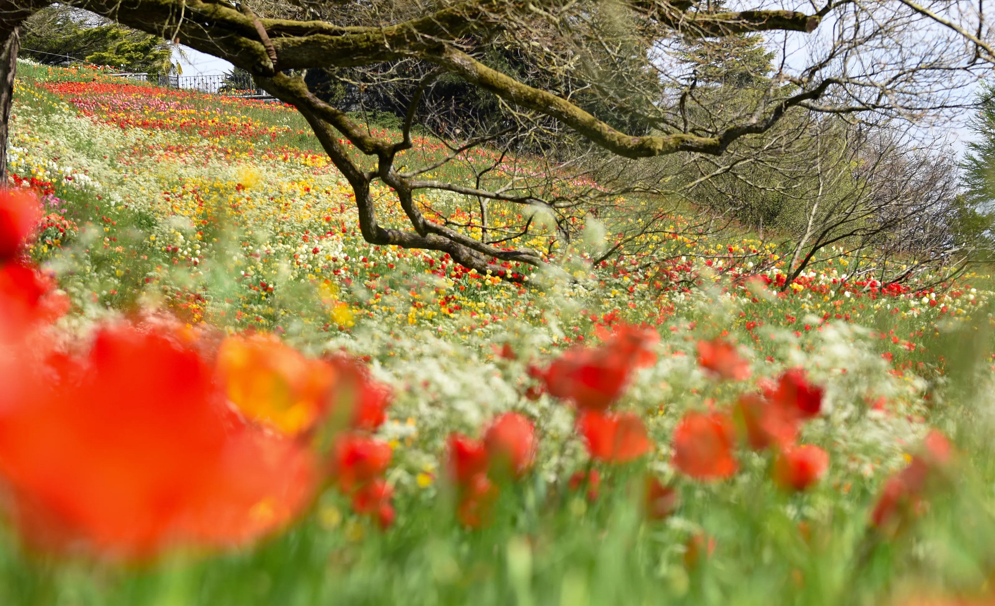 mainau tulips