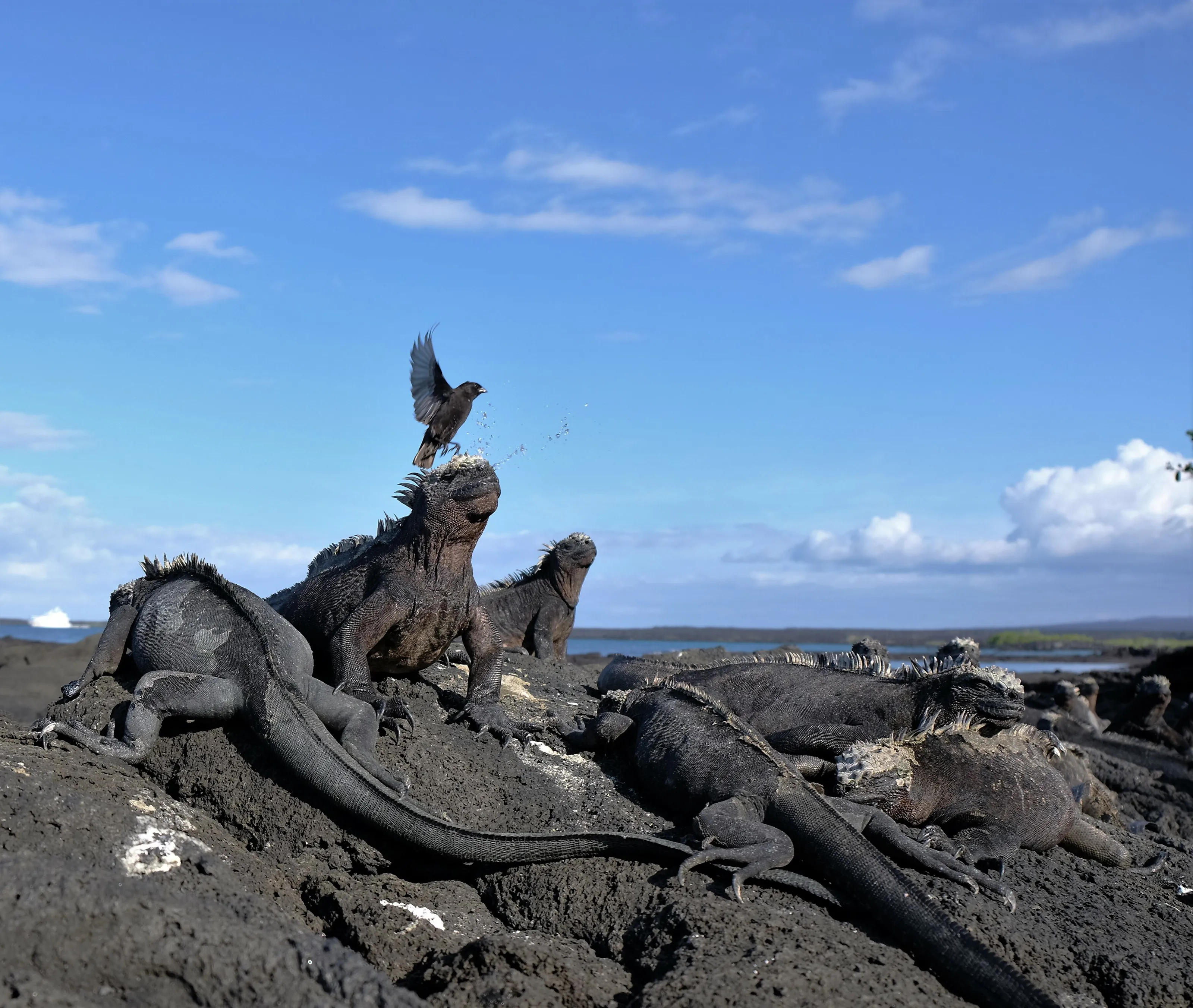 Galapagos sea iguana