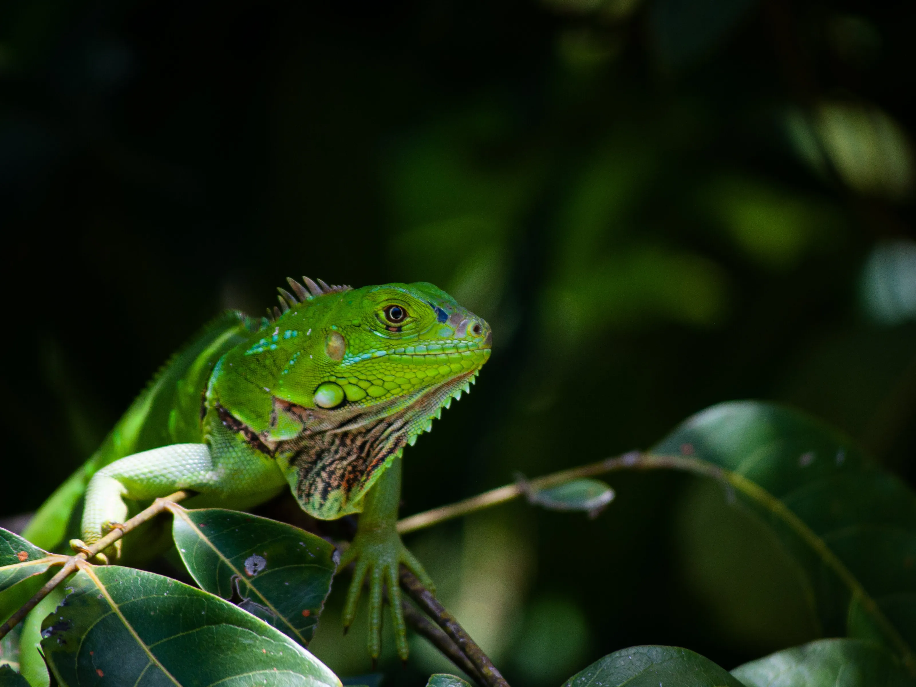 Iguana