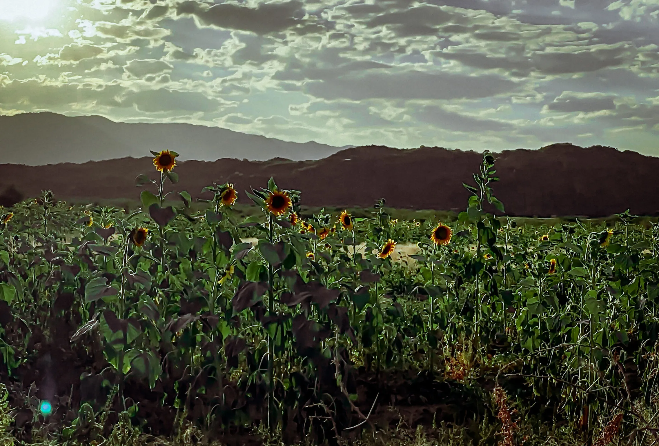 Sunflowers at Sunset
