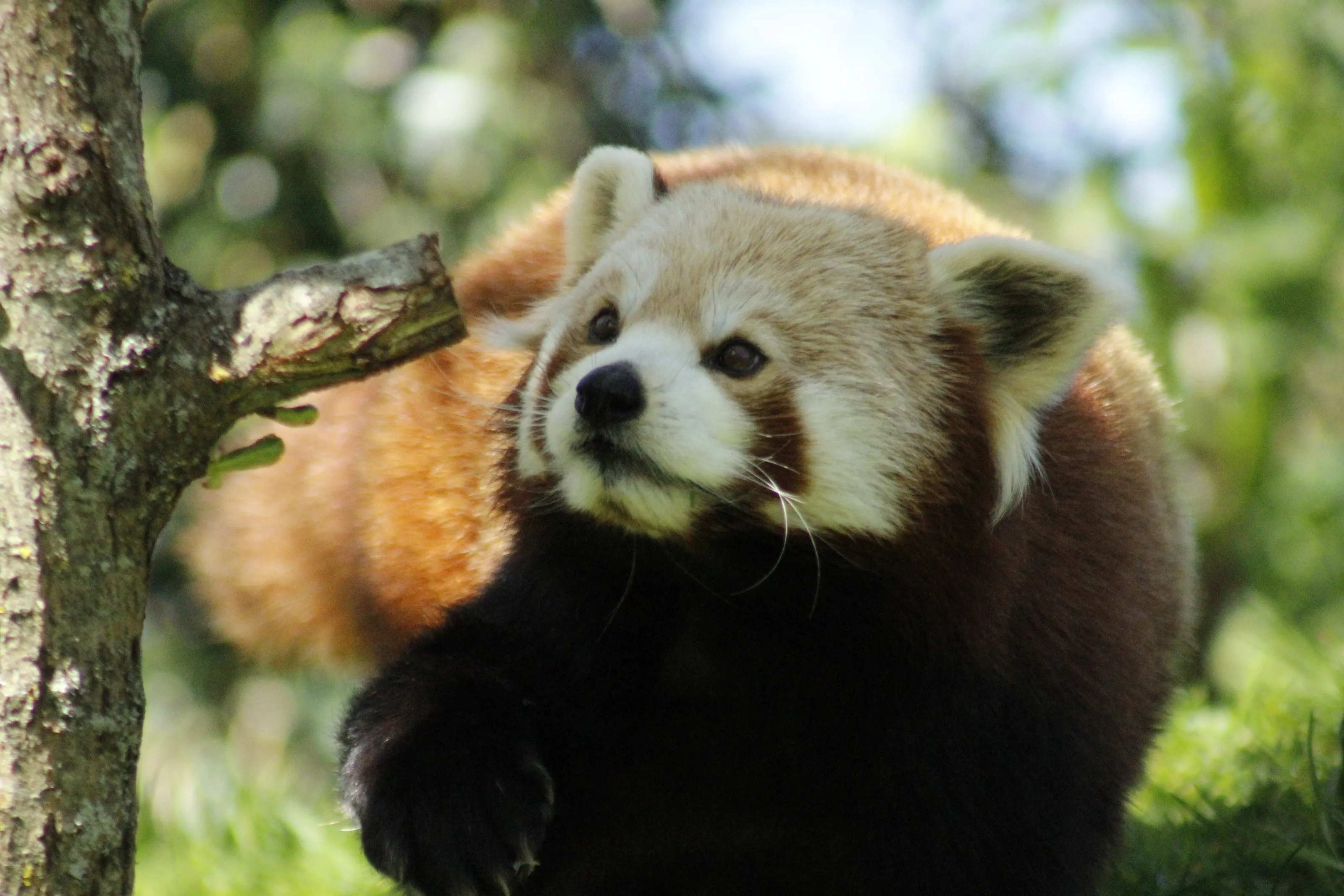 Red panda in the sunshine