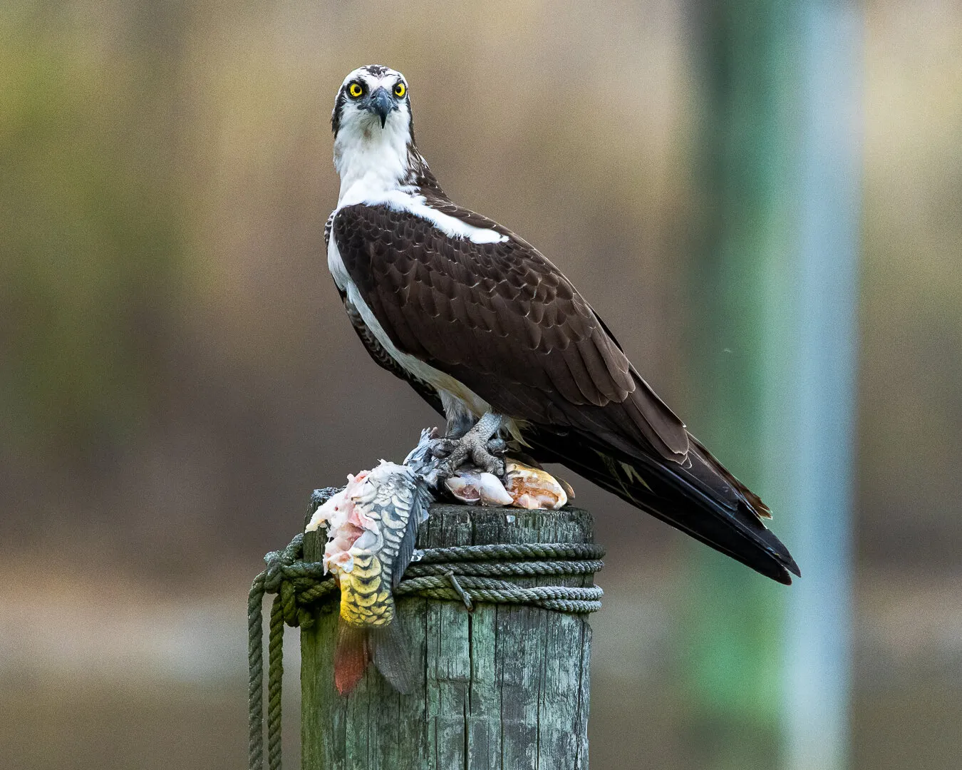 Osprey