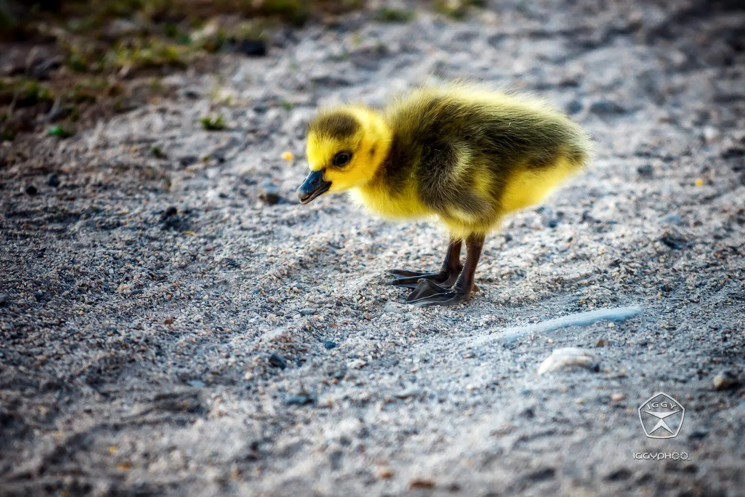 Lil goose