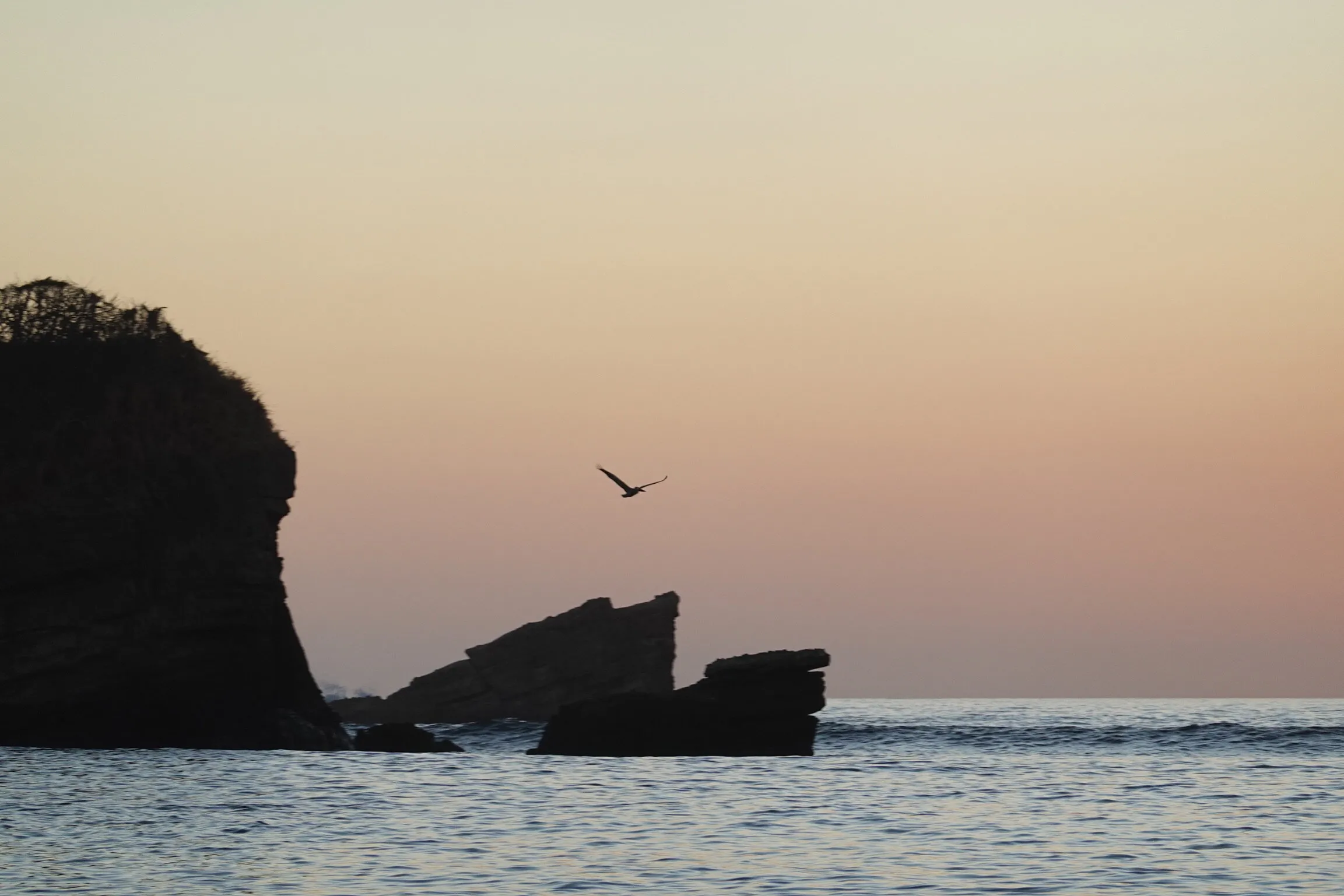 Pelican Paradise