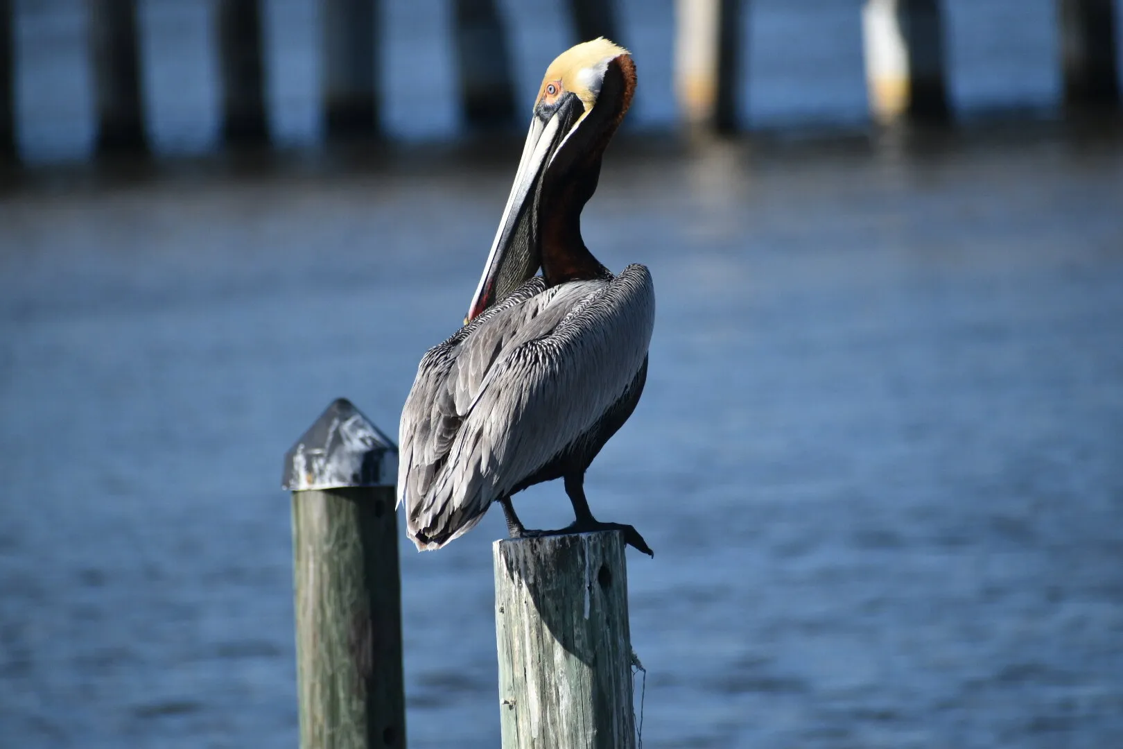 Pelican on Post