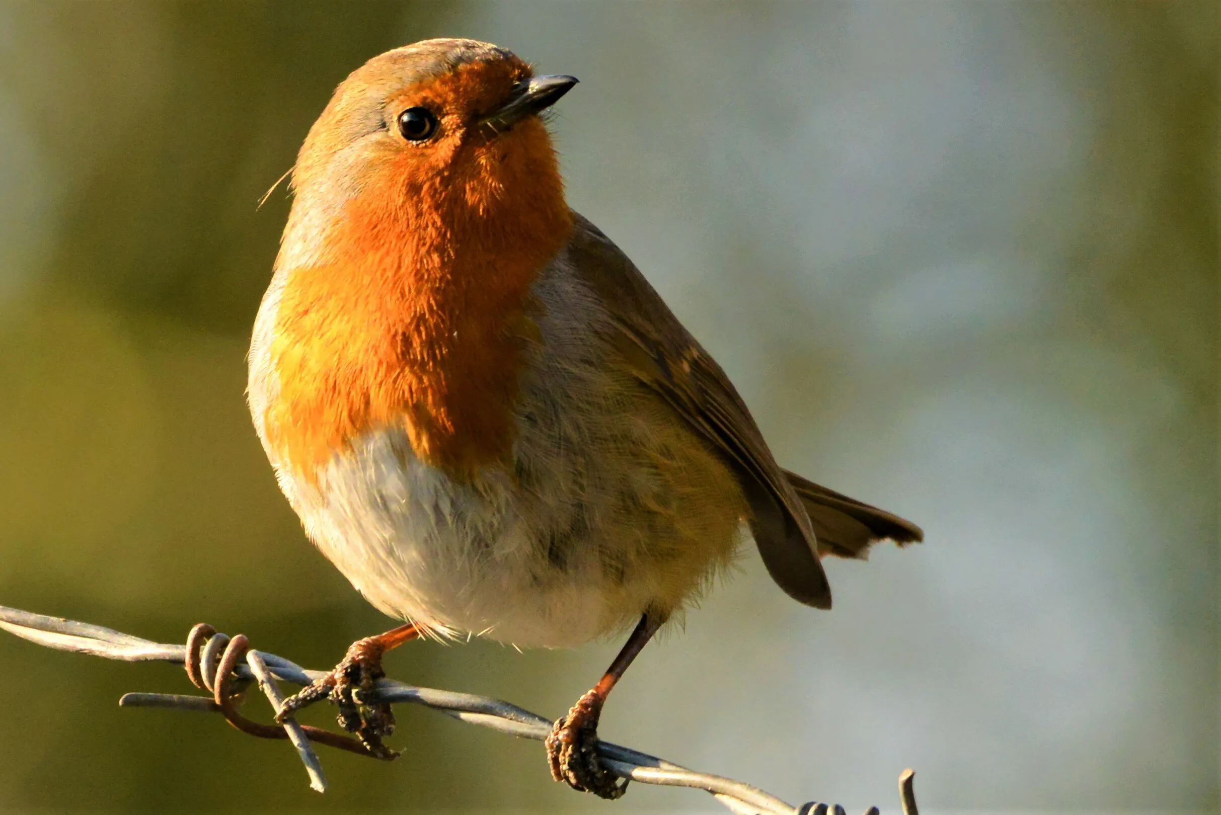 Have you met my friend Robin?