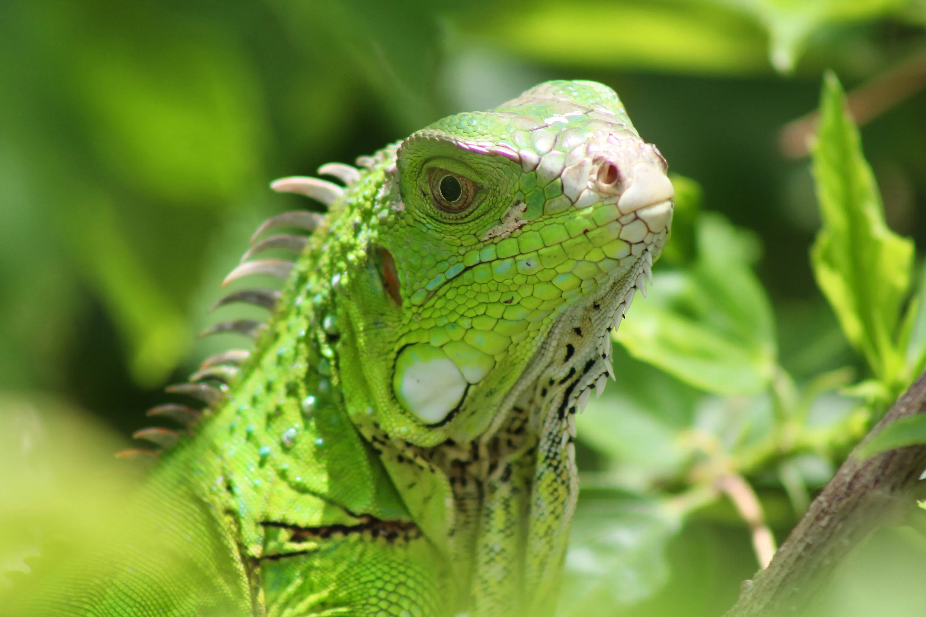 Iguana Sighting