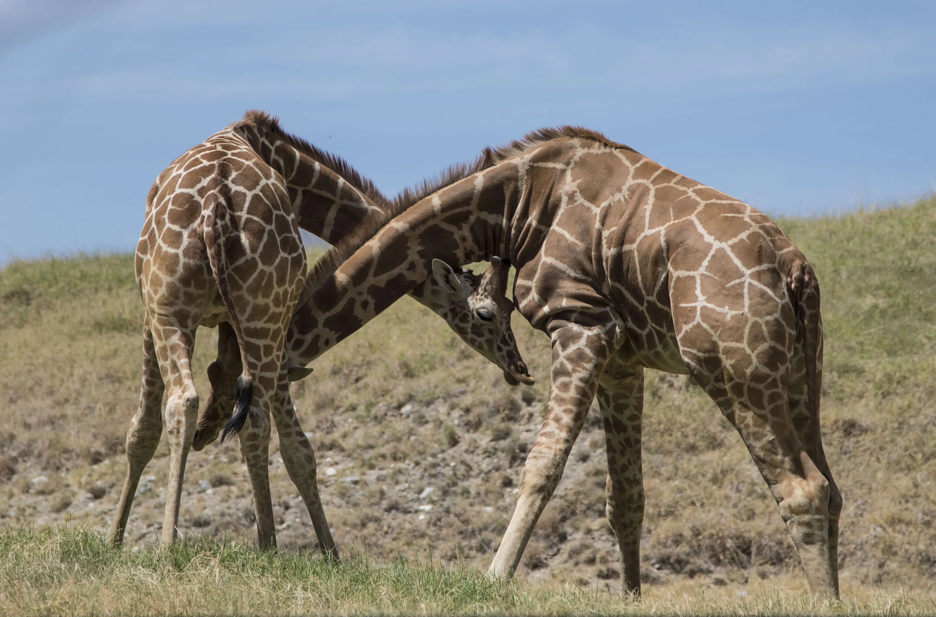 Giraffes necking