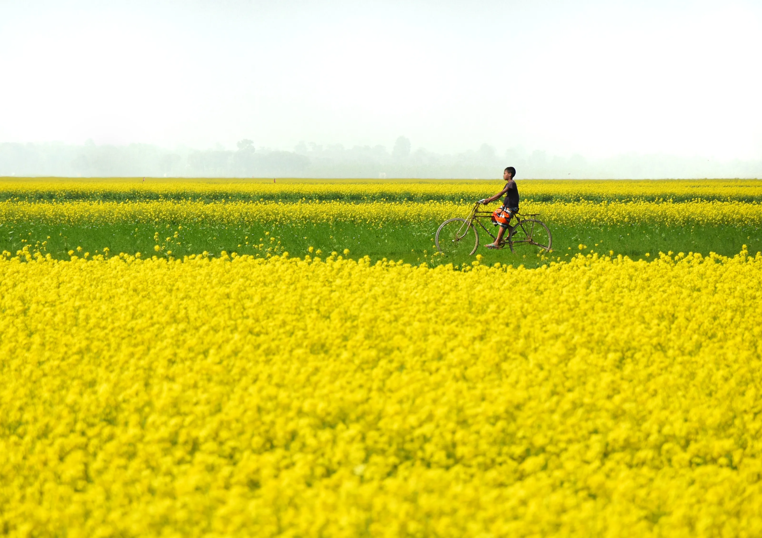 Fair of mustard flower