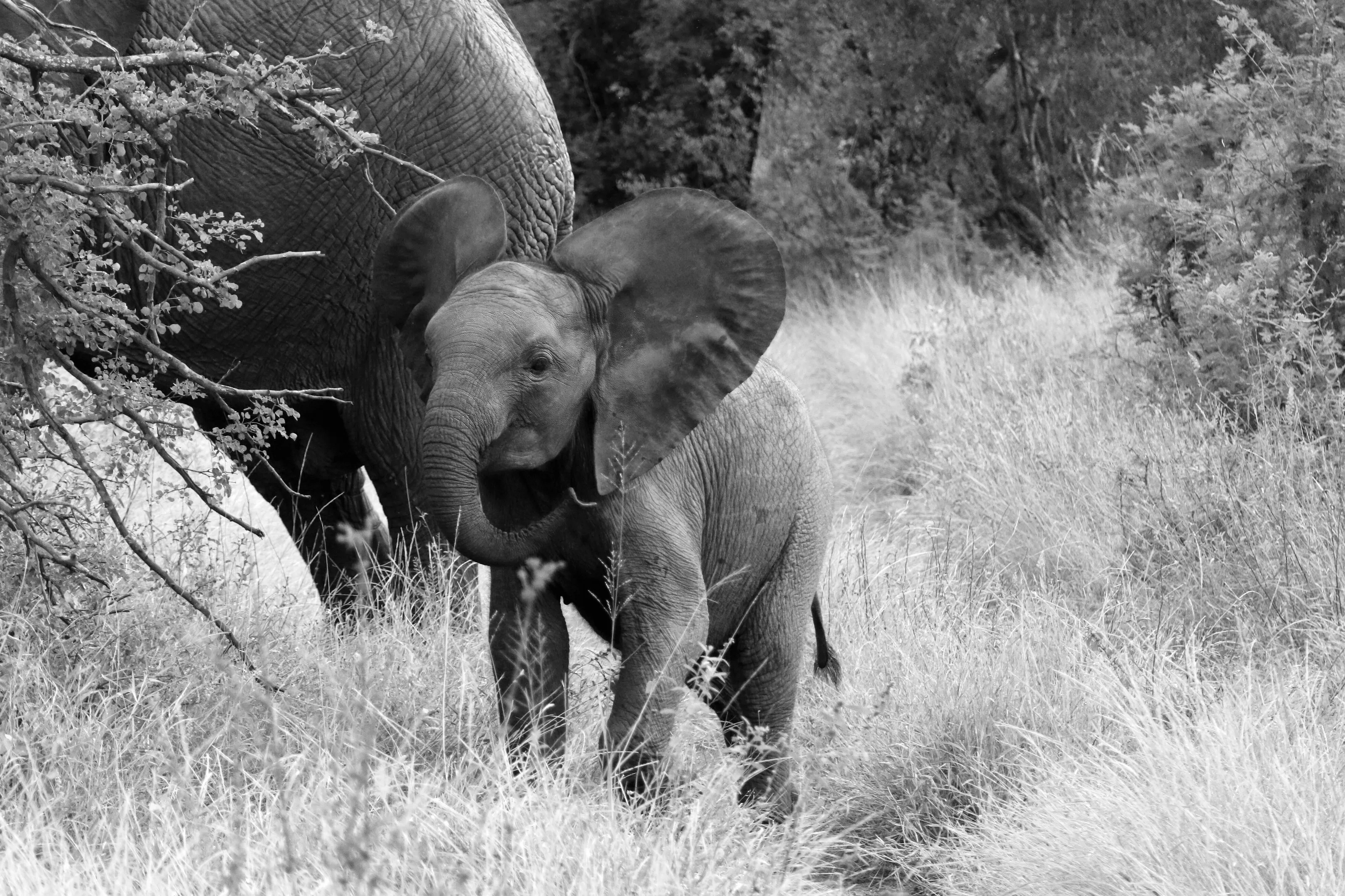 Baby Elephant