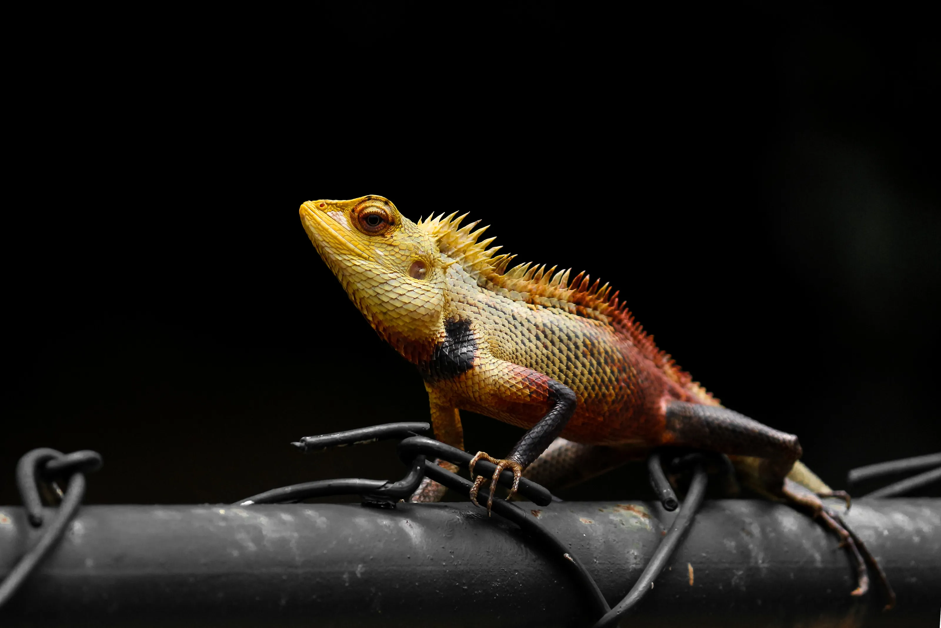 Dragon Lizard