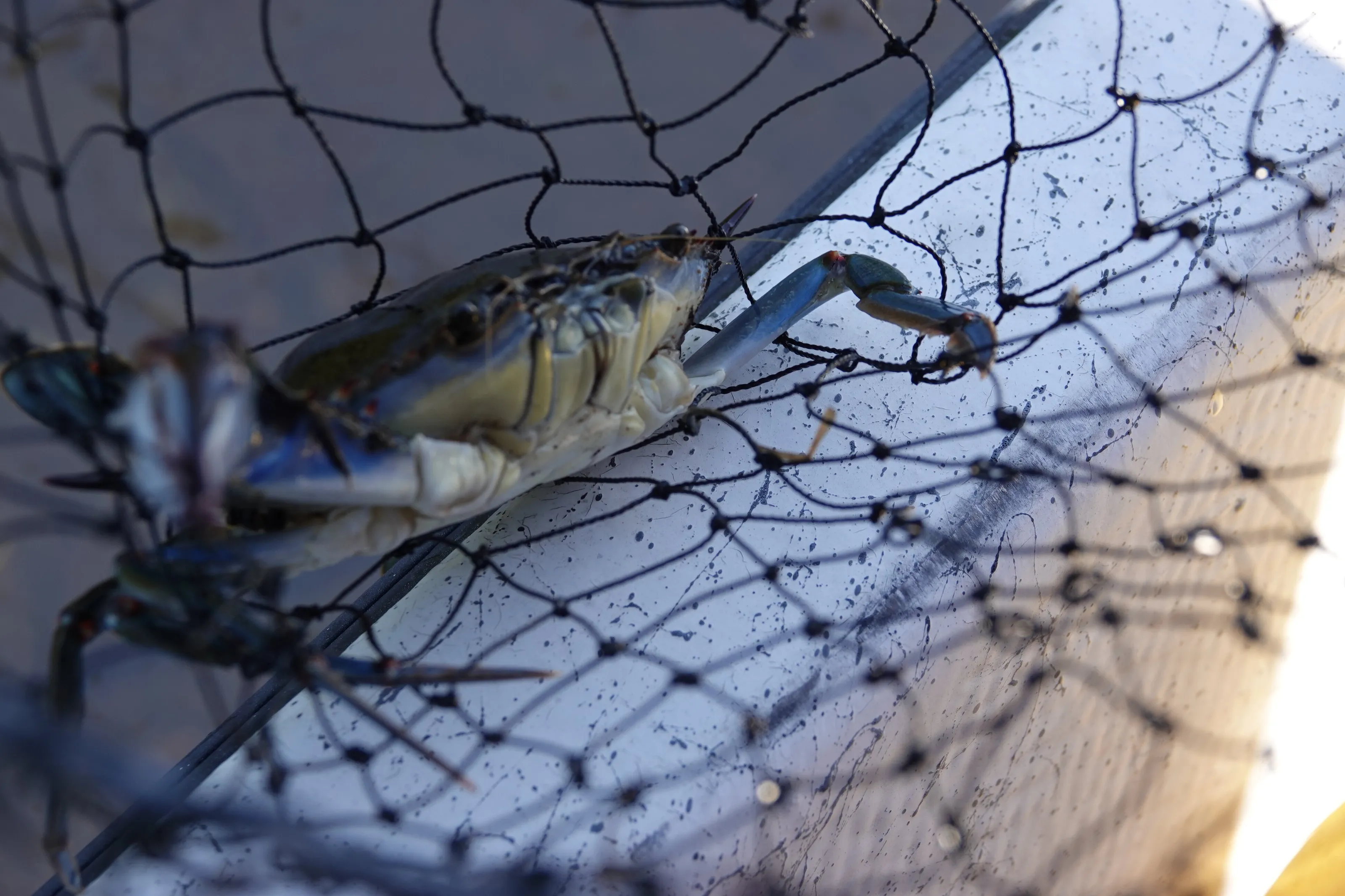 Hungry Crab