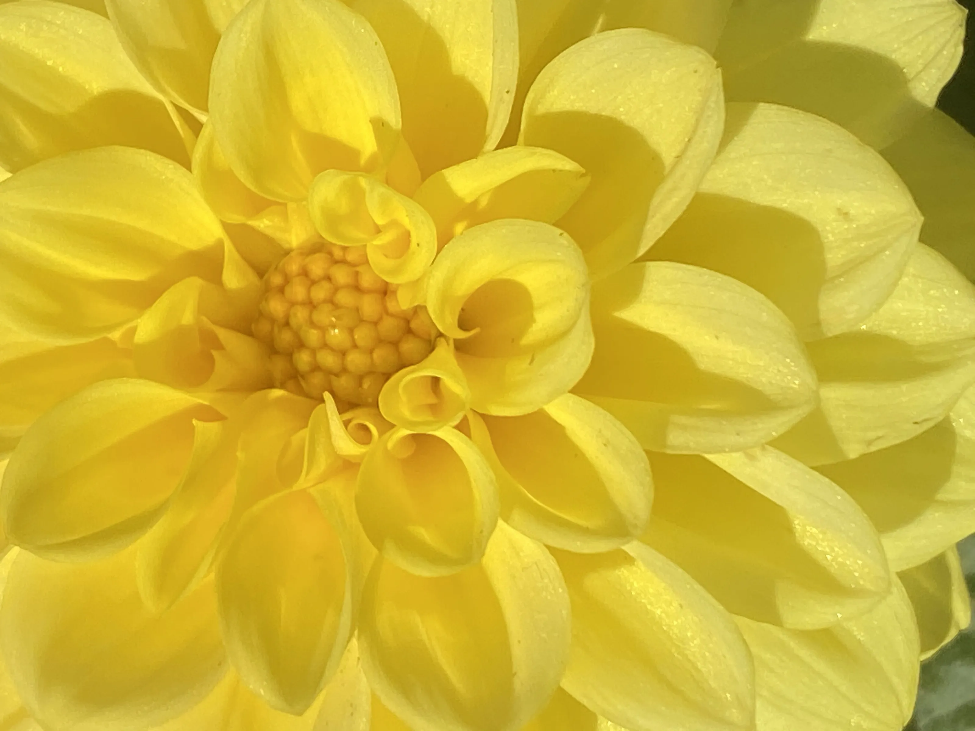 Golden Flora