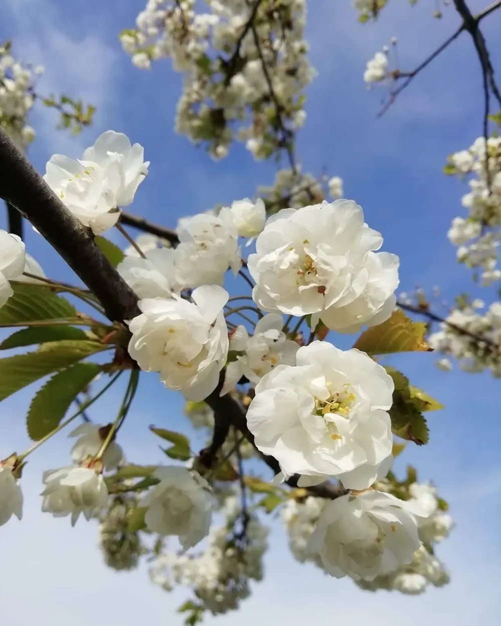 Entry 12654265