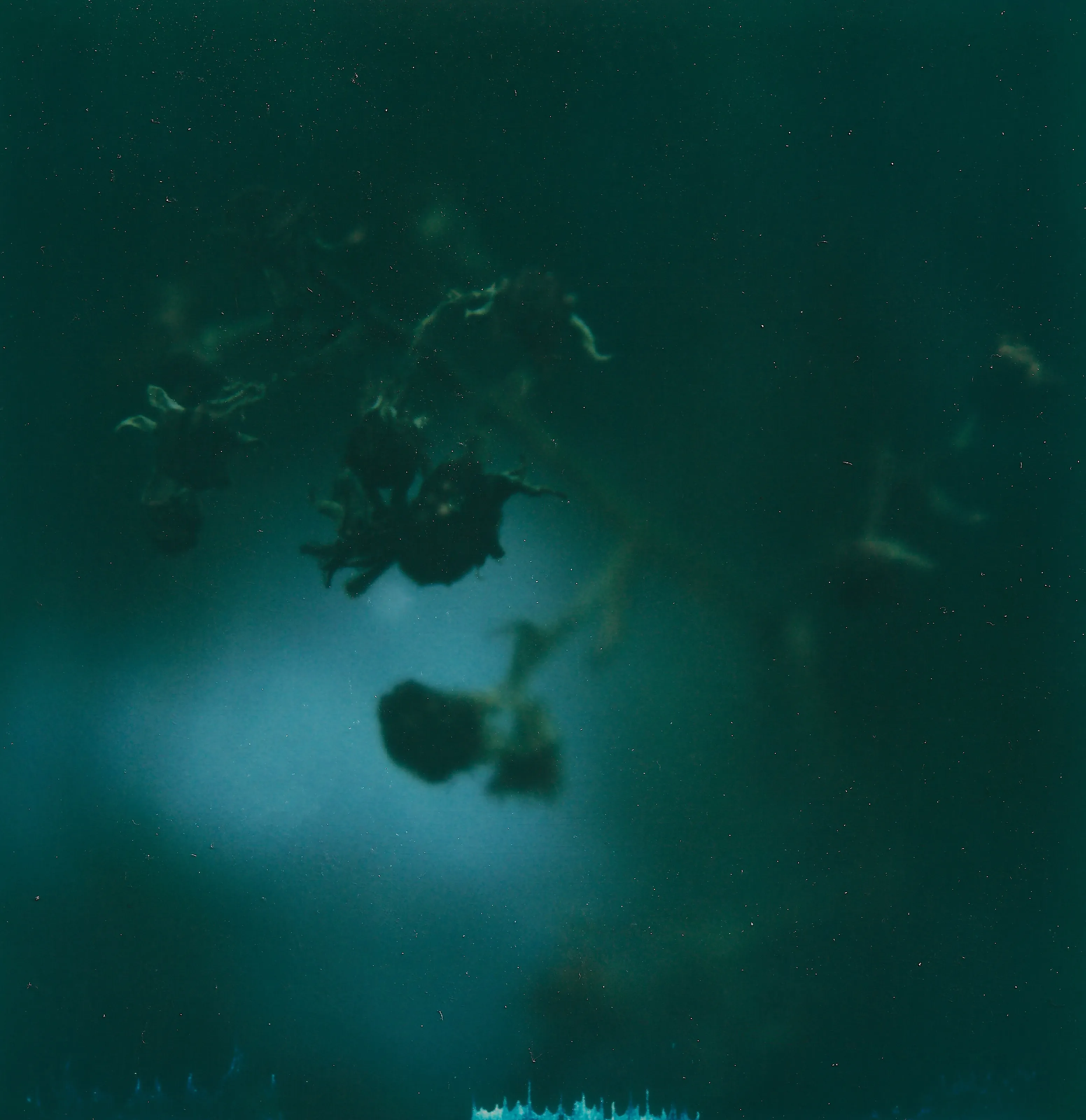 Brambles