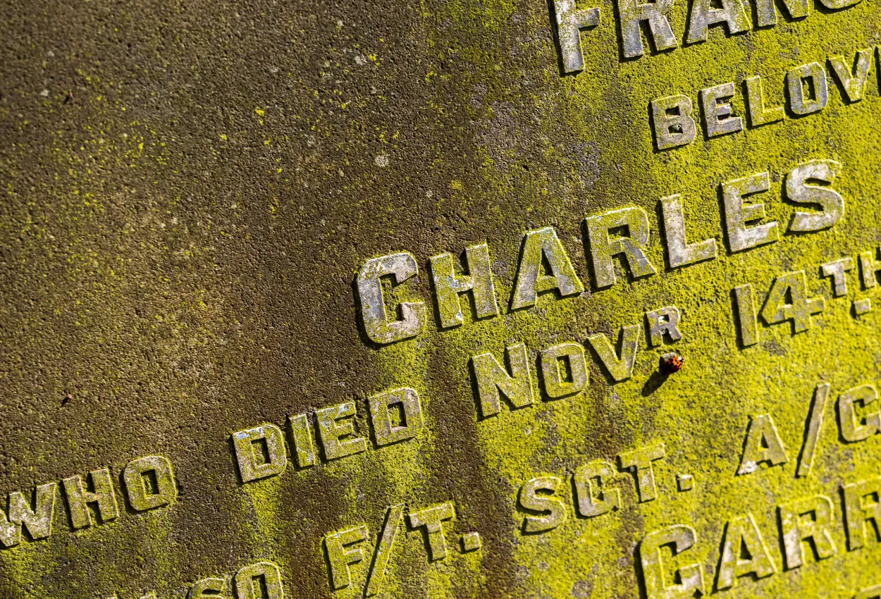 Ladybird on tomb stone