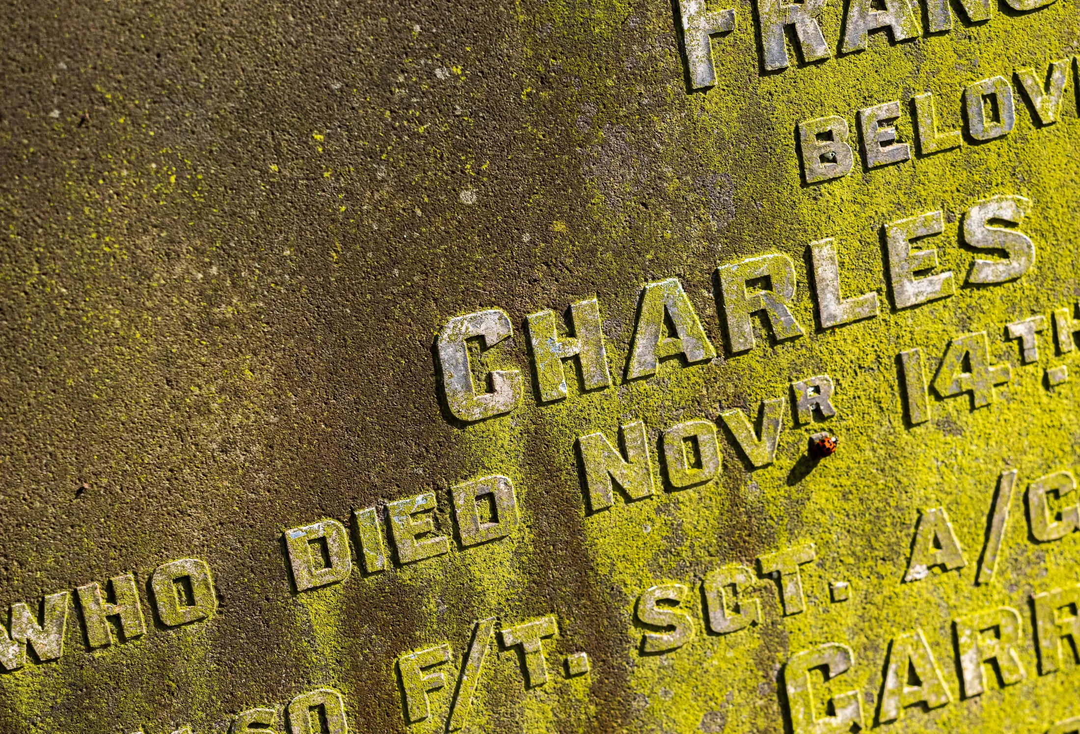 Ladybird on tomb stone