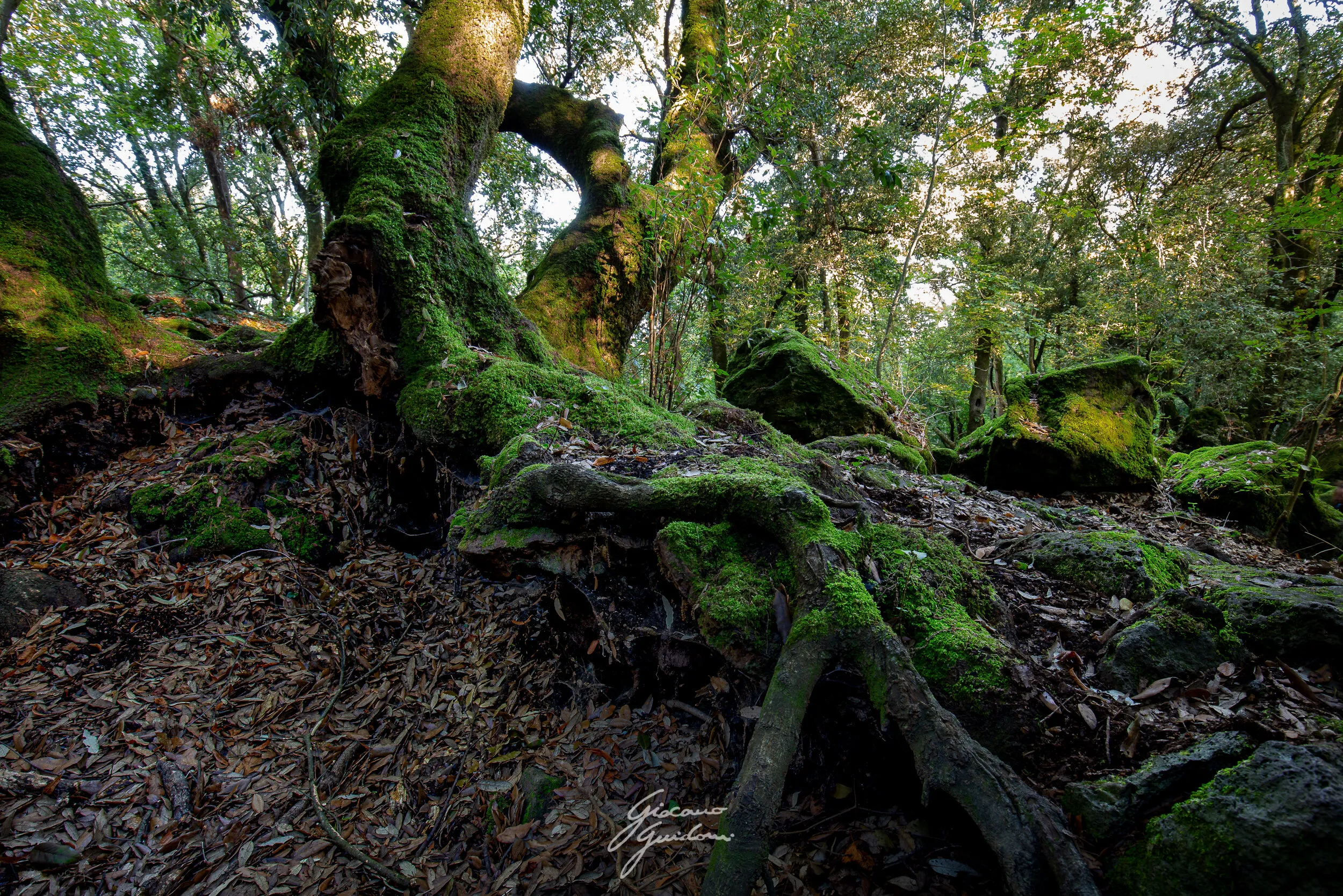 The big tree