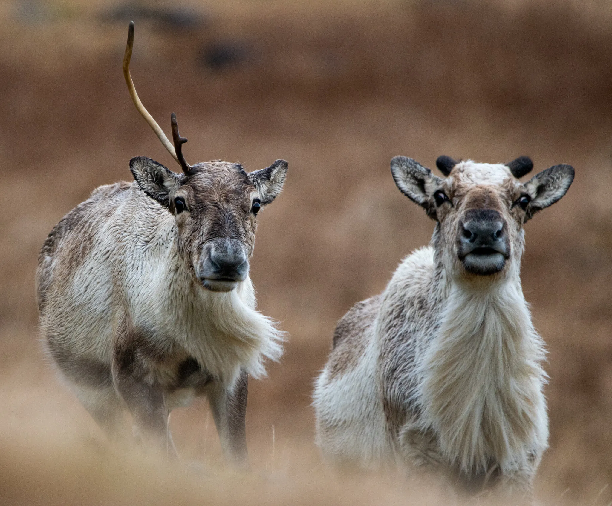 Weary Reindeer