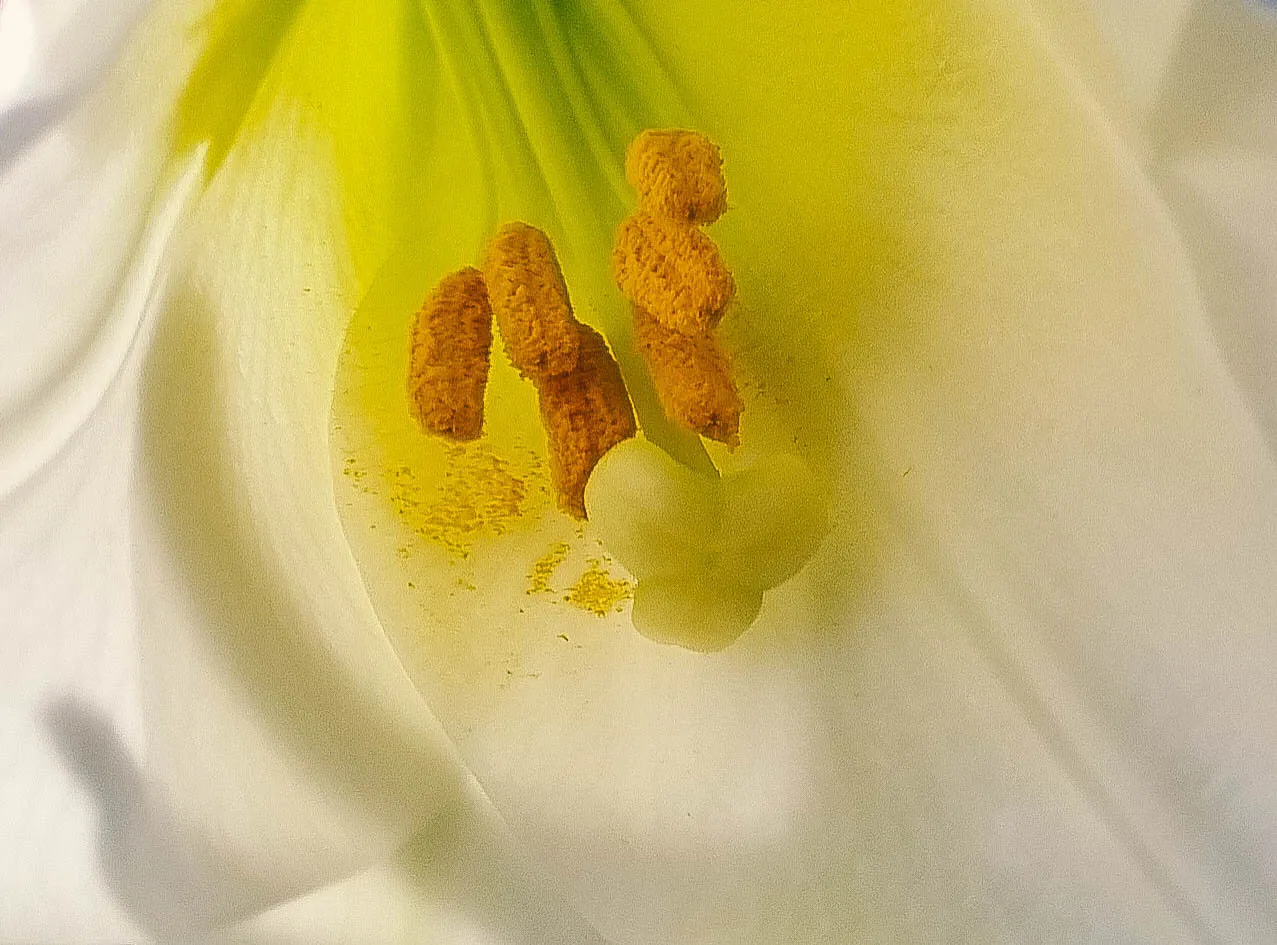 Trumpet Lily