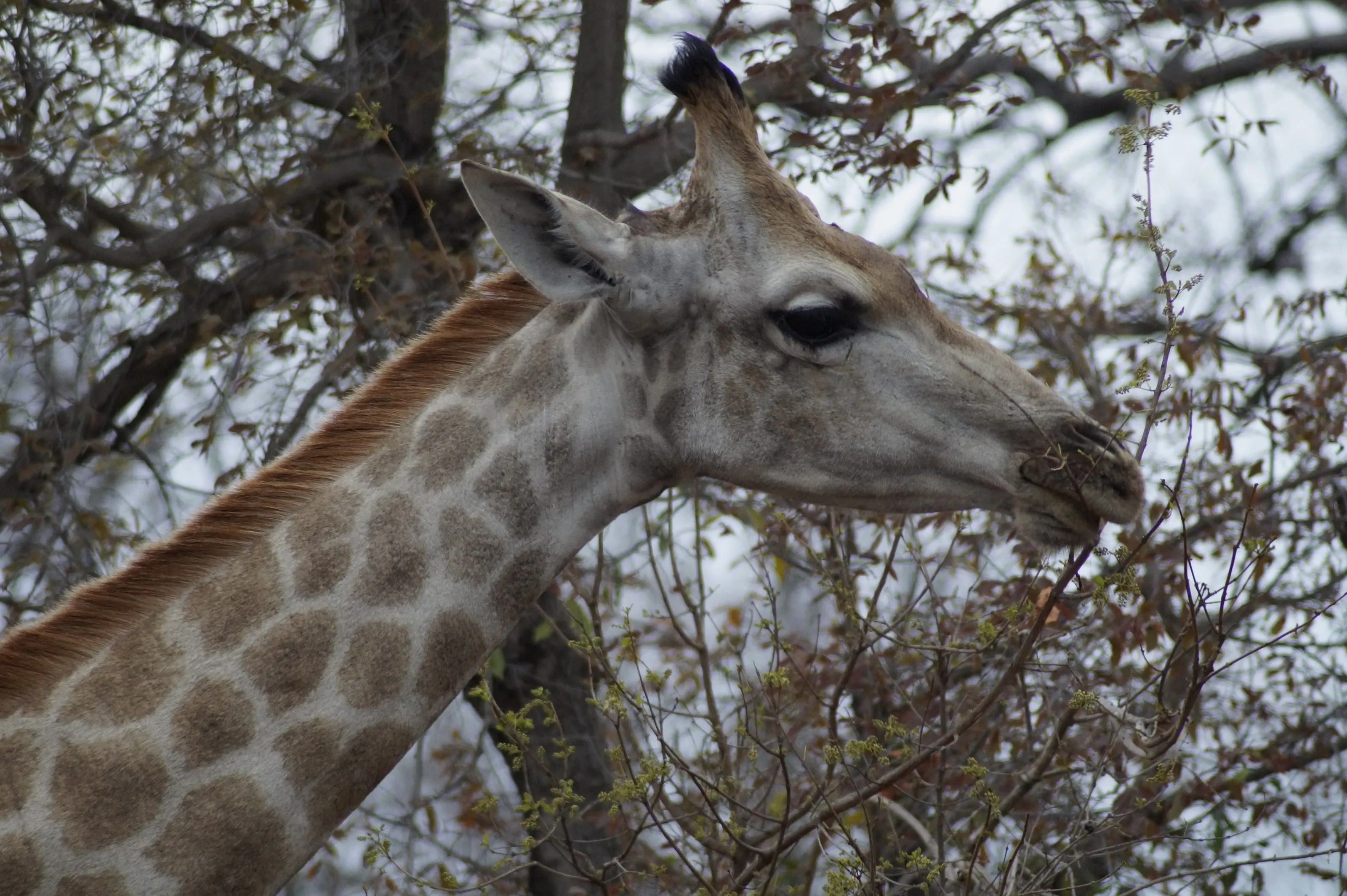 Giraffe portrait